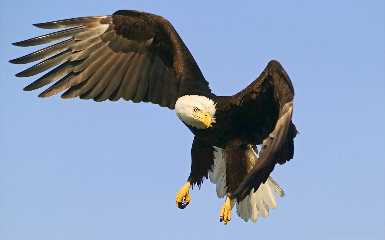 Descarga gratuita de fondo de pantalla para móvil de Animales, Pájaro, Águila, Águila Calva.