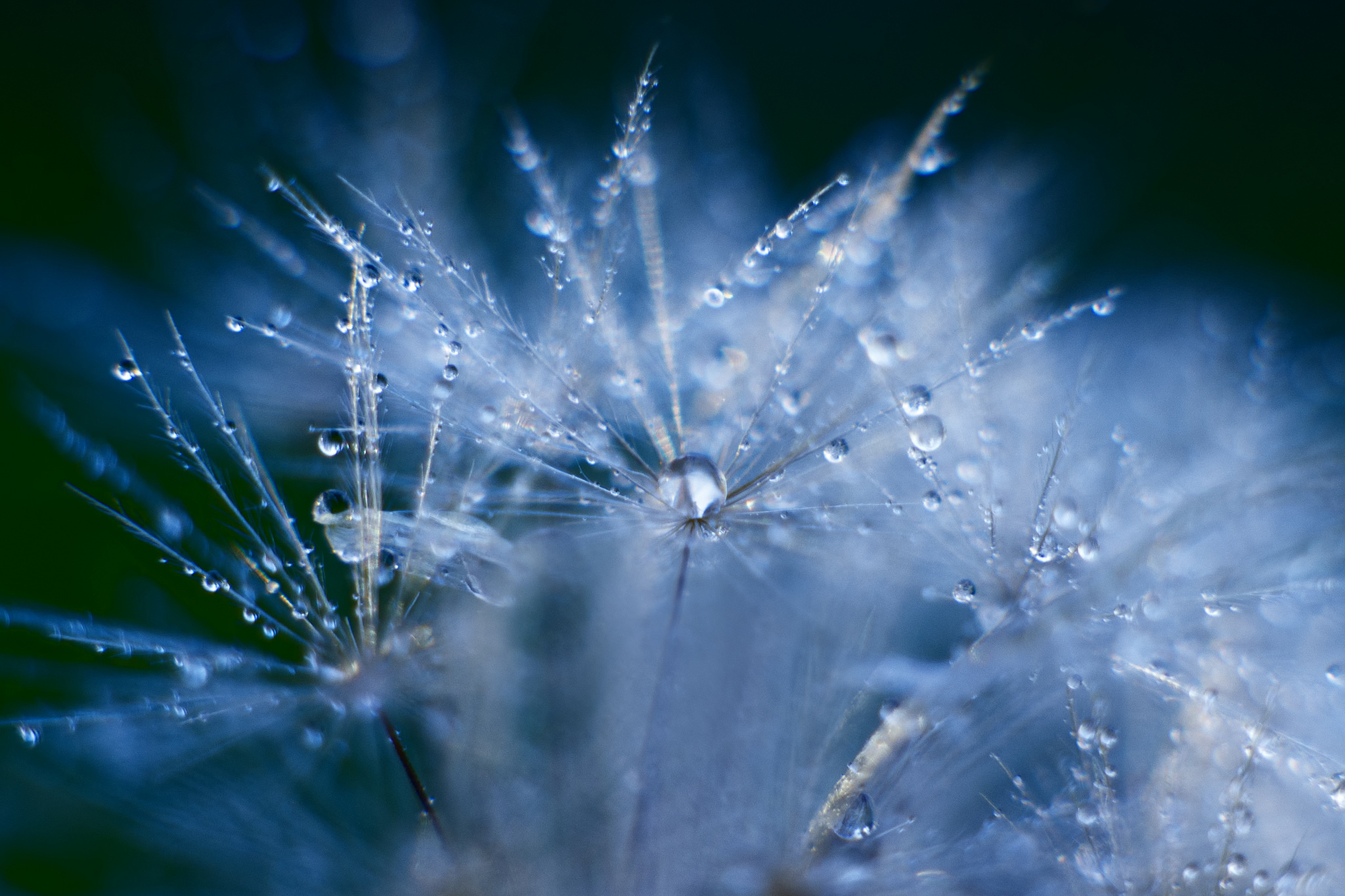 Laden Sie das Natur, Makro, Wassertropfen, Erde/natur, Planze-Bild kostenlos auf Ihren PC-Desktop herunter