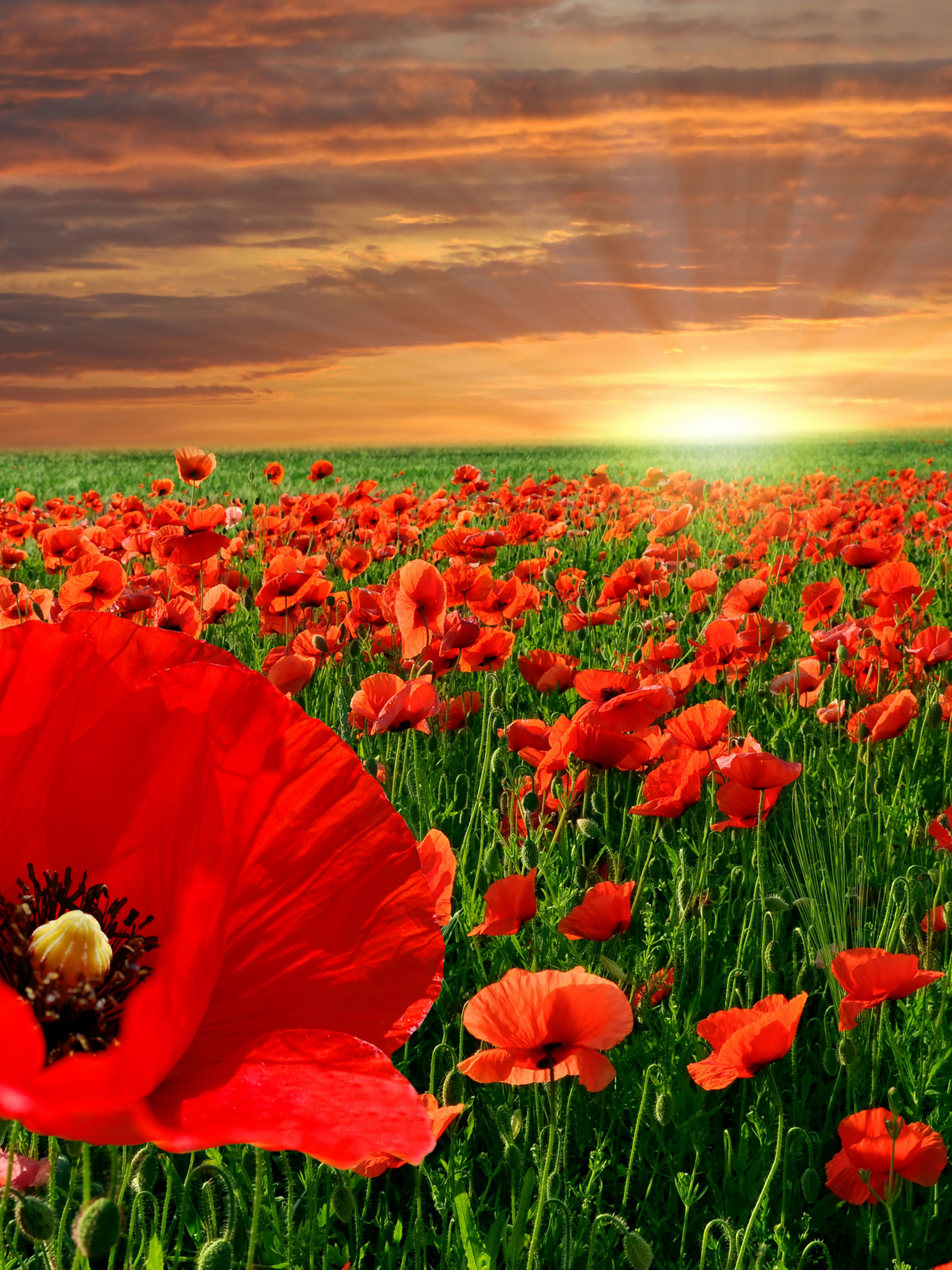 Free download wallpaper Flowers, Earth, Poppy on your PC desktop