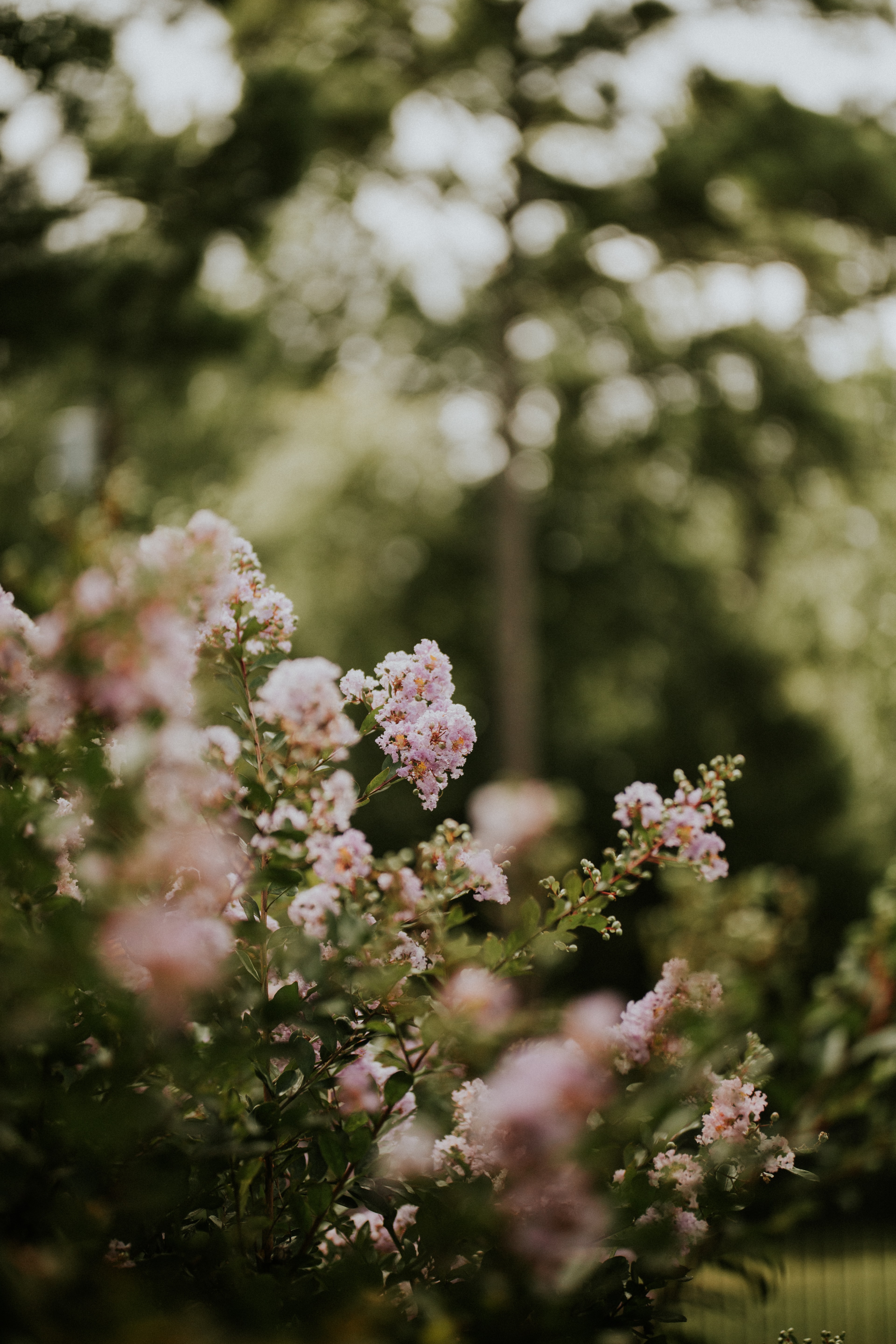 Descarga gratis la imagen Flores, Arbusto, Sucursales, Ramas, Florecer, Floración en el escritorio de tu PC