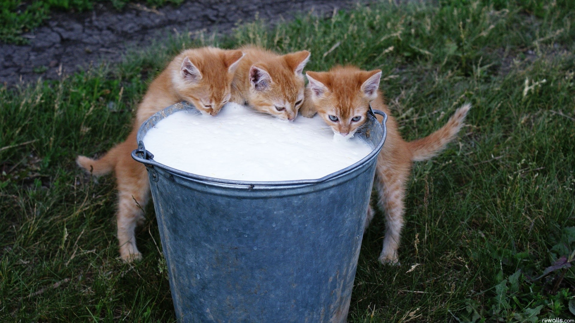 Handy-Wallpaper Tiere, Katze, Kätzchen kostenlos herunterladen.