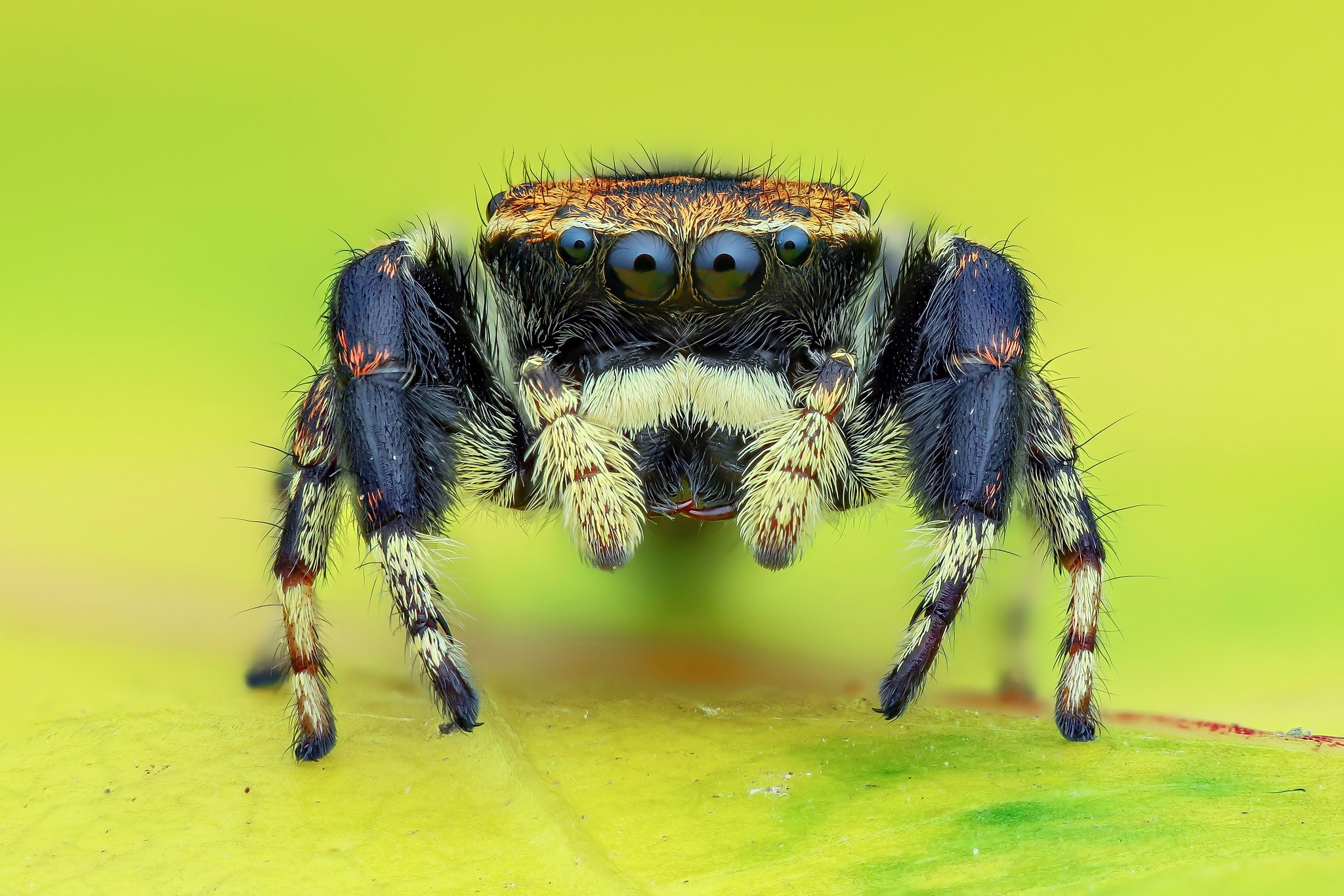 Téléchargez gratuitement l'image Animaux, Araignées, Macro, Araignée, Arachnide, Araignées Sauteuses sur le bureau de votre PC