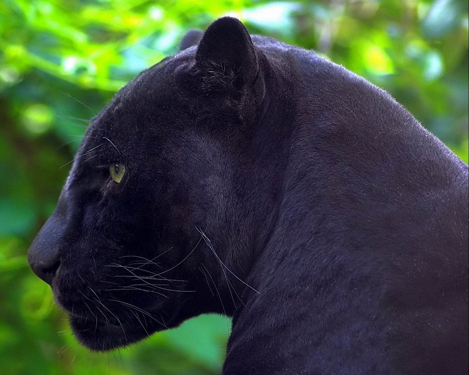 Baixar papel de parede para celular de Animais, Gatos, Pantera Negra gratuito.