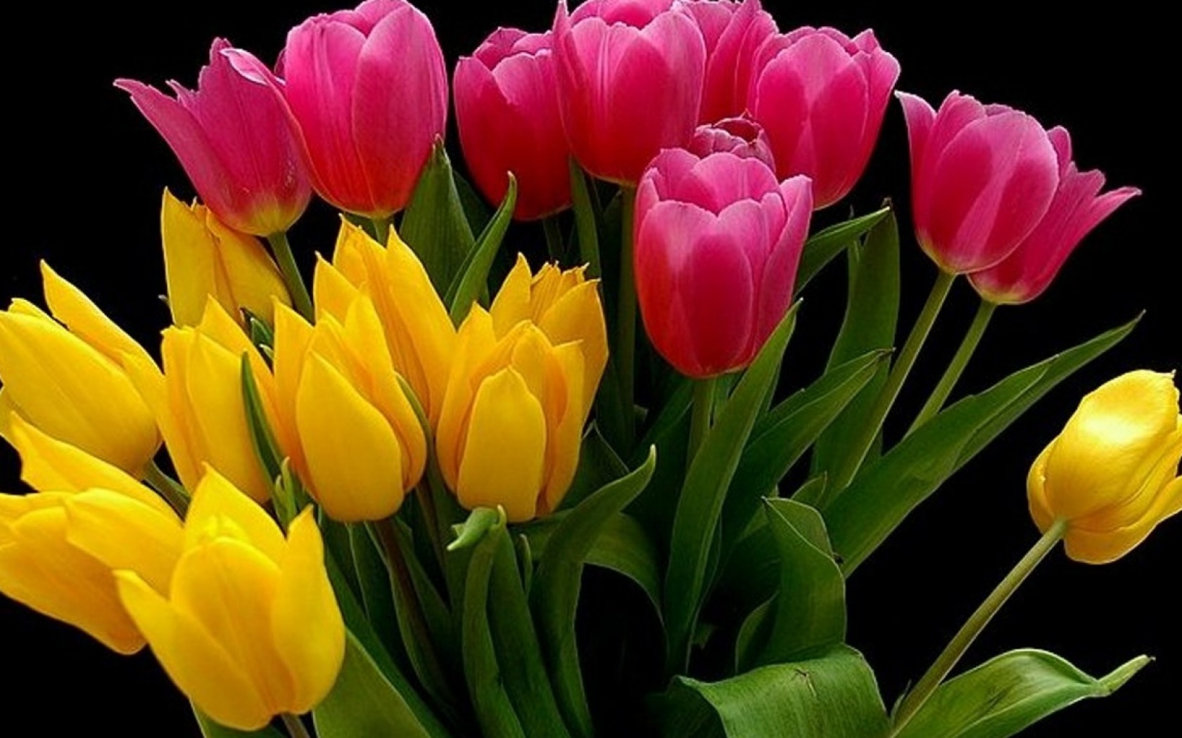 Descarga gratis la imagen Flor, Flor Rosa, Tulipán, Flor Amarilla, Tierra/naturaleza en el escritorio de tu PC