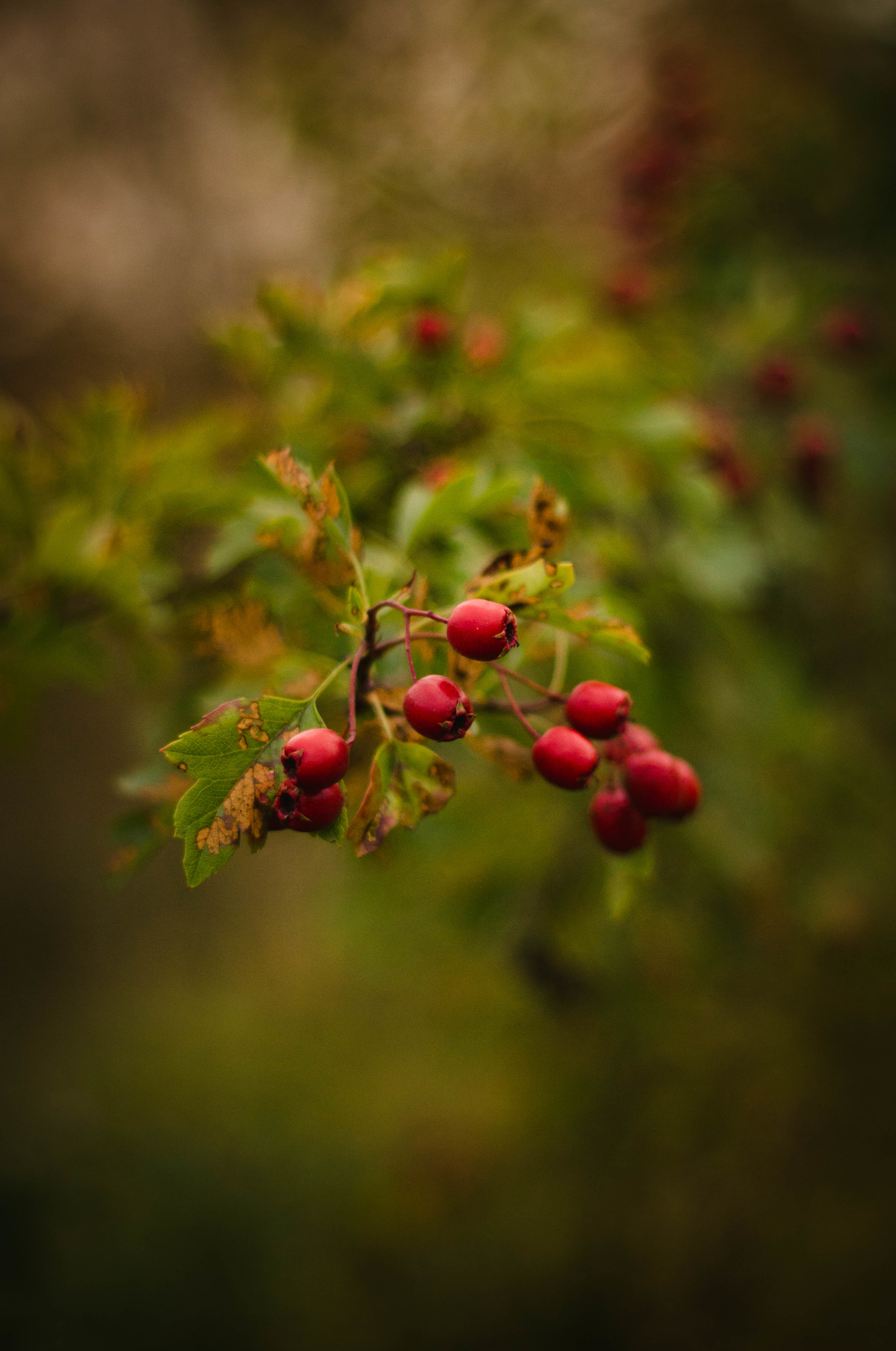 Laden Sie das Berries, Makro, Zweig, Ast, Pflanze-Bild kostenlos auf Ihren PC-Desktop herunter