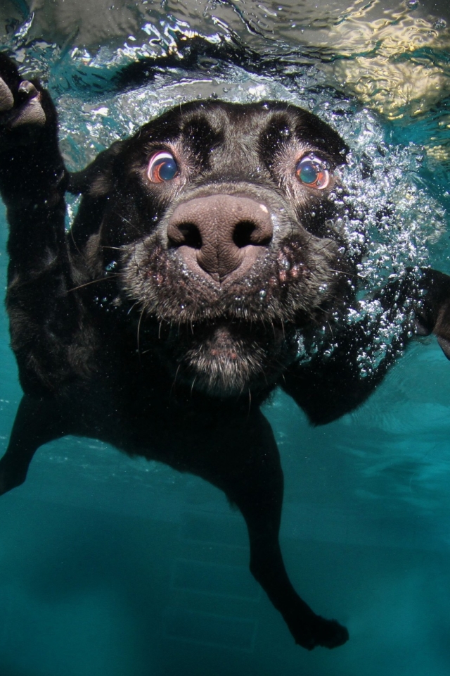 Download mobile wallpaper Dogs, Water, Dog, Animal, Labrador, Underwater, Labrador Retriever for free.
