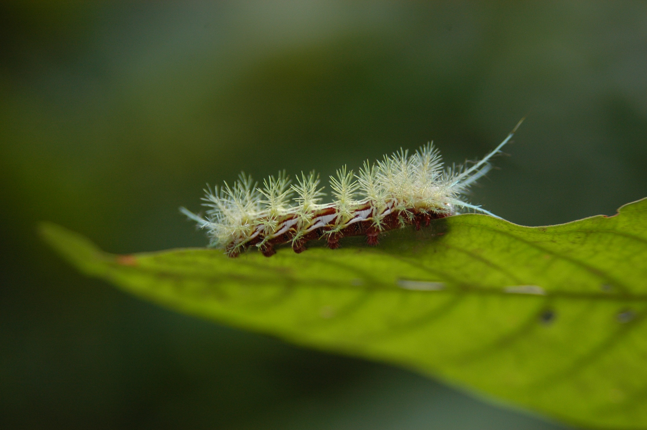 Download mobile wallpaper Blur, Close Up, Leaf, Insect, Animal, Caterpillar for free.