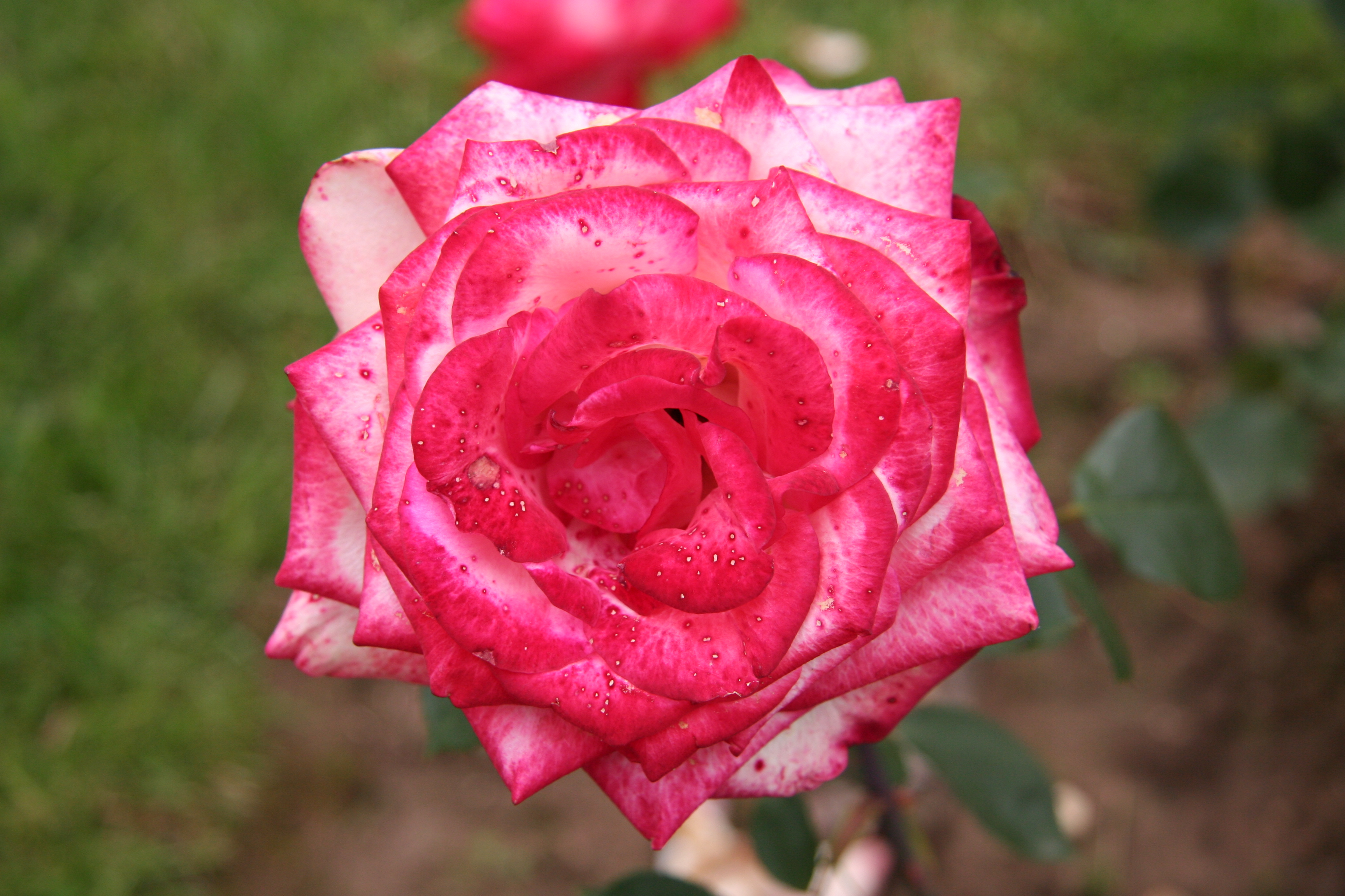 Téléchargez gratuitement l'image Fleurs, Rose, Terre/nature sur le bureau de votre PC