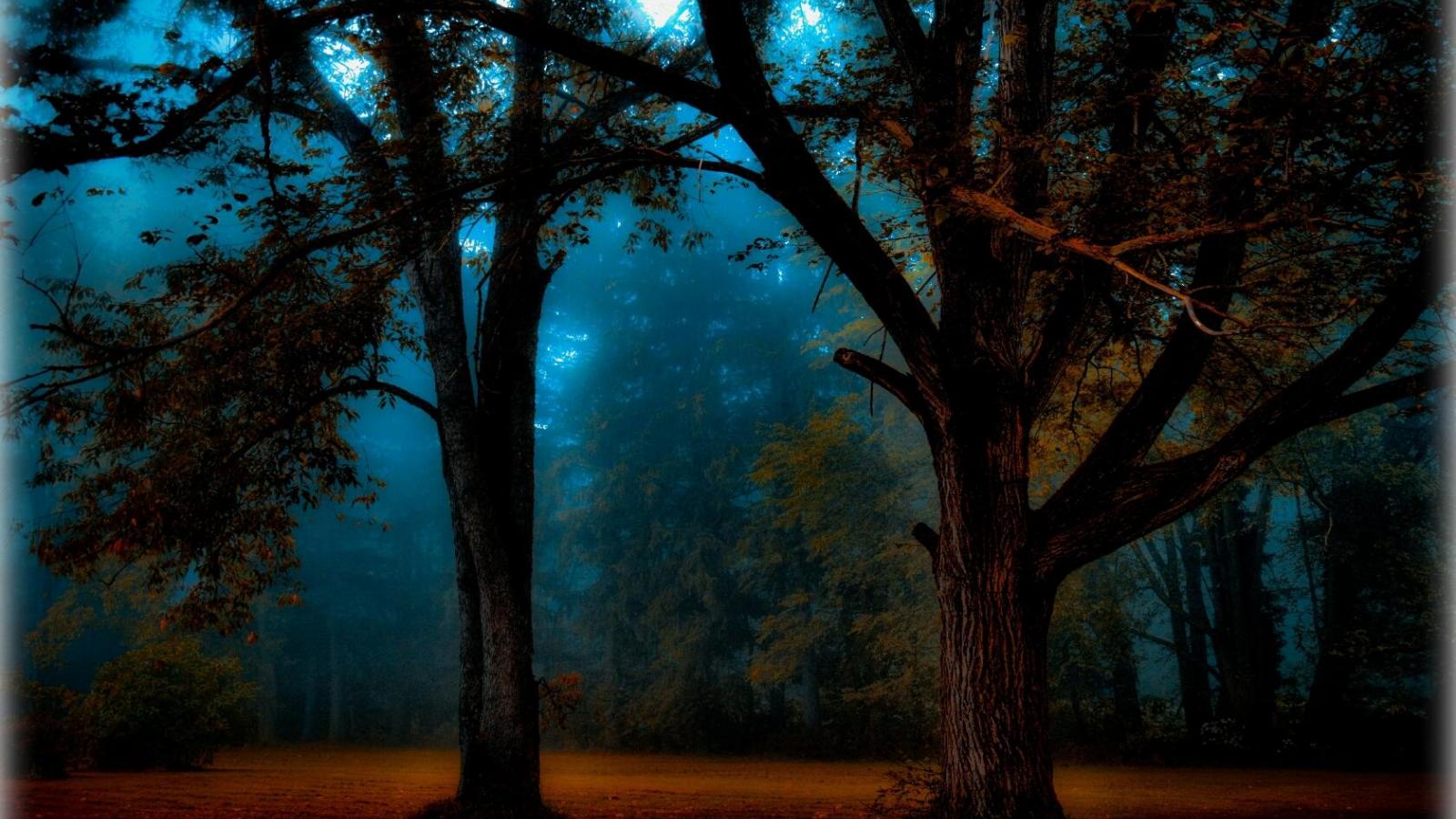 Скачать обои бесплатно Лес, Дерево, Туман, Синий, Земля/природа картинка на рабочий стол ПК