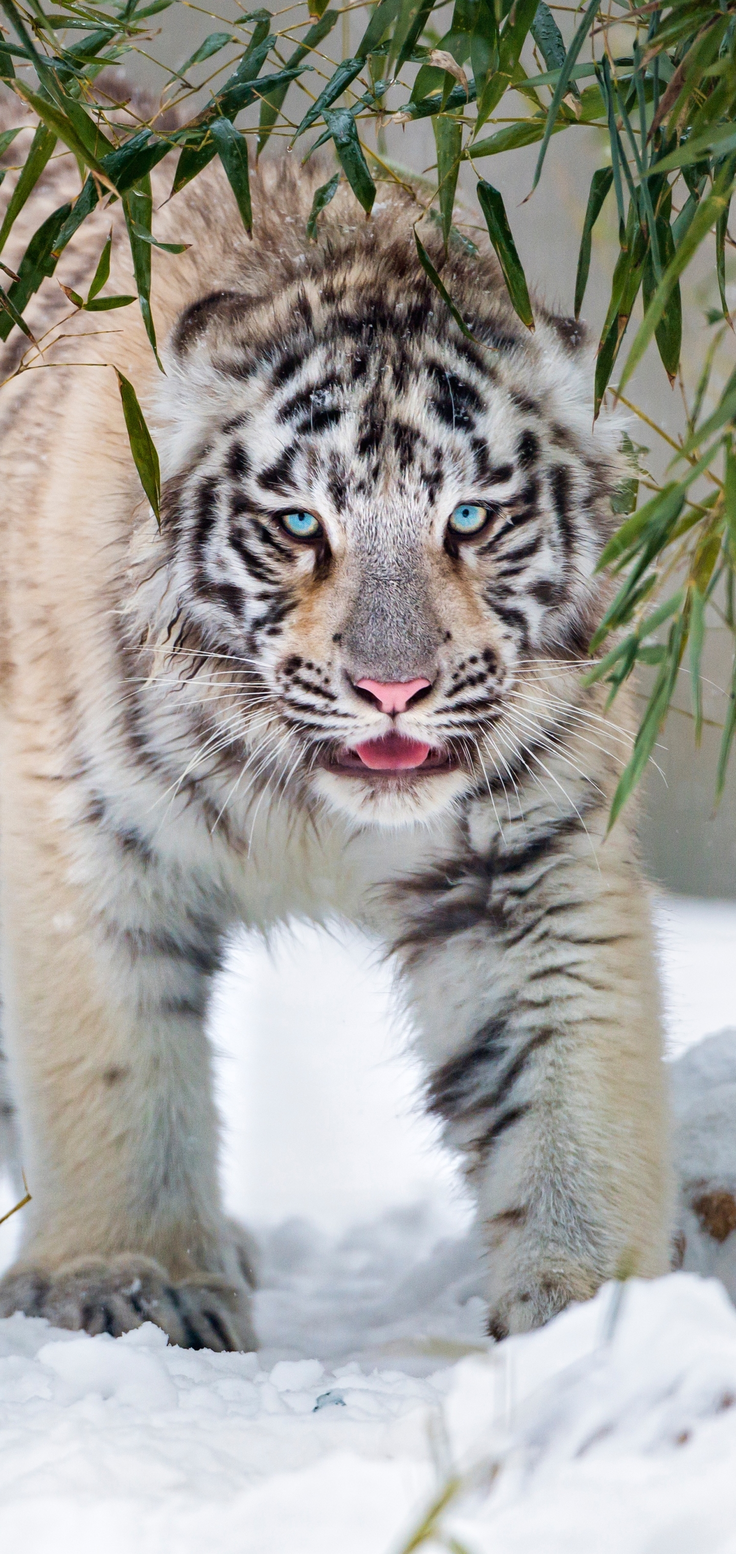 Handy-Wallpaper Tiere, Winter, Katzen, Schnee, Tiger, Weißer Tiger kostenlos herunterladen.