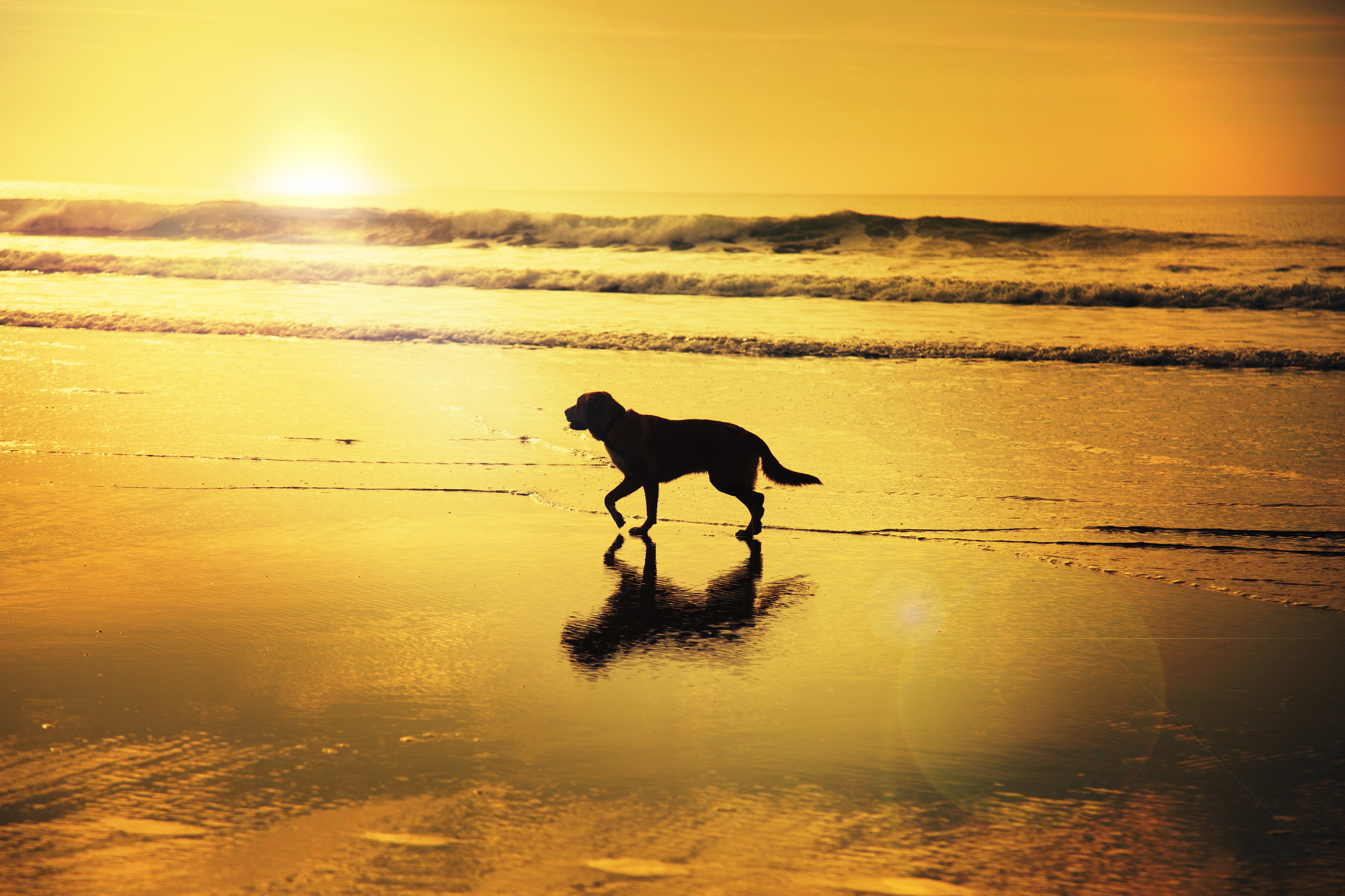 Download mobile wallpaper Dogs, Sunset, Beach, Horizon, Reflection, Silhouette, Dog, Ocean, Animal, Wave for free.