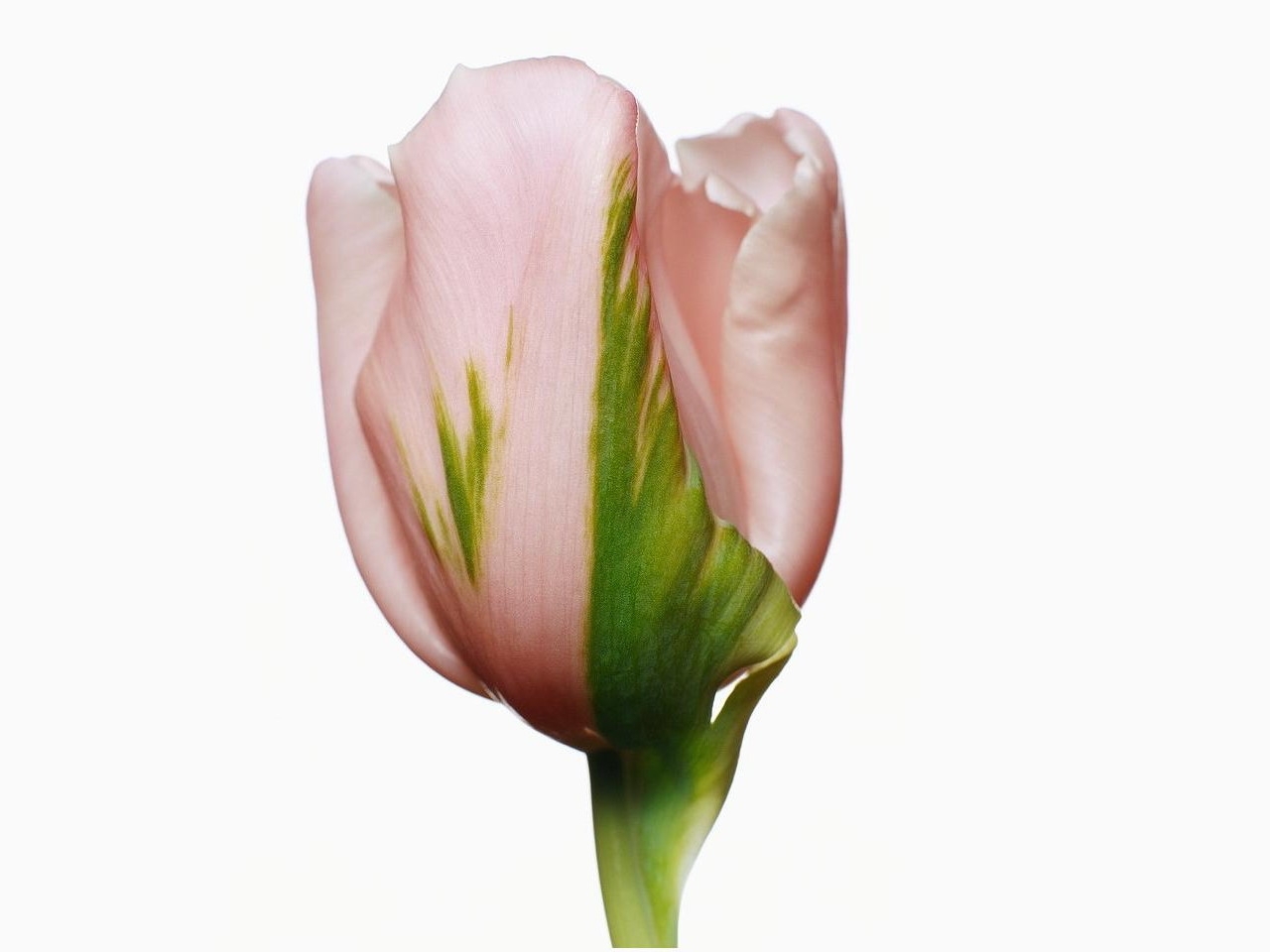 Téléchargez des papiers peints mobile Plantes, Tulipes, Fleurs gratuitement.