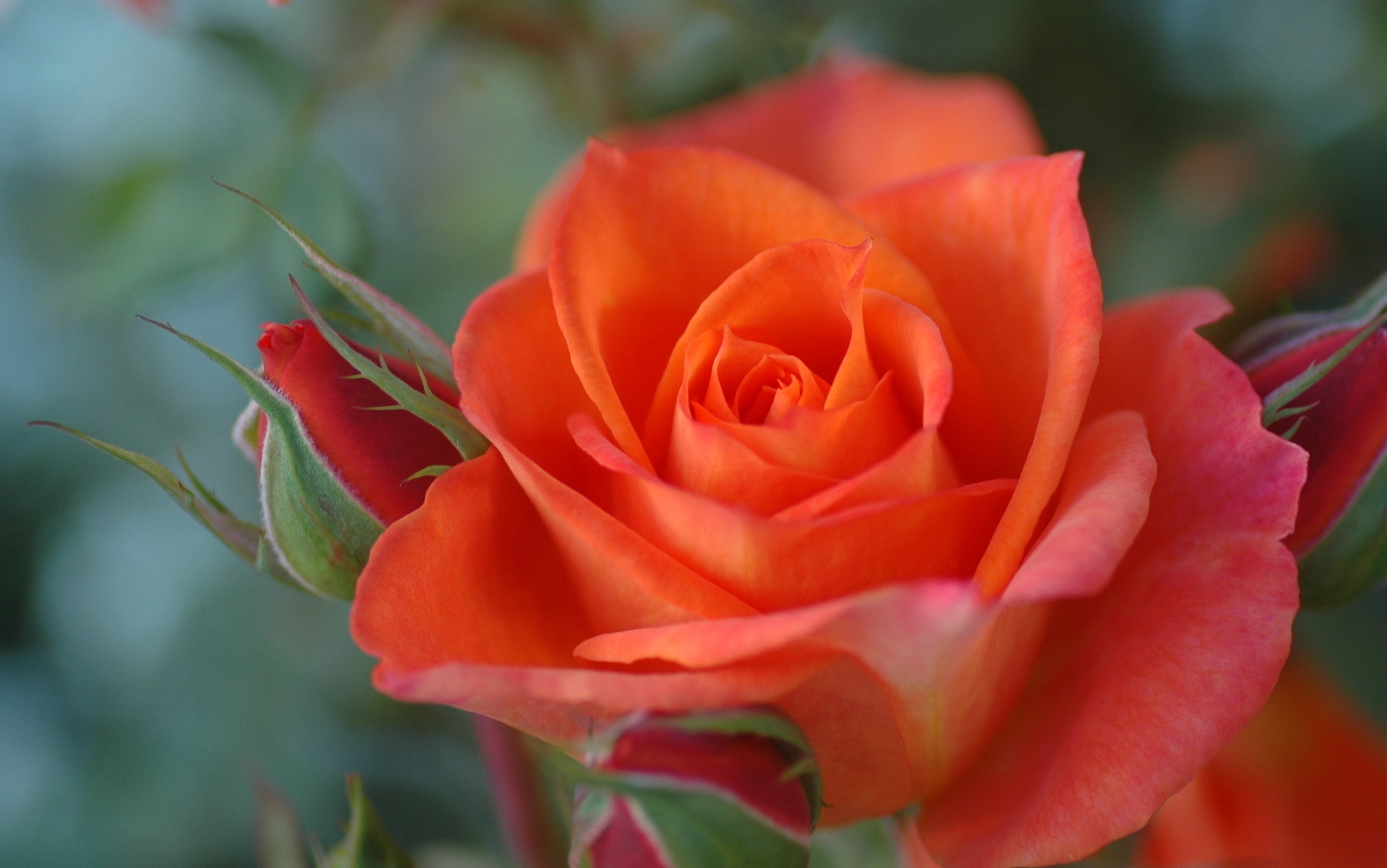 Free download wallpaper Flowers, Flower, Rose, Close Up, Earth, Orange Flower on your PC desktop