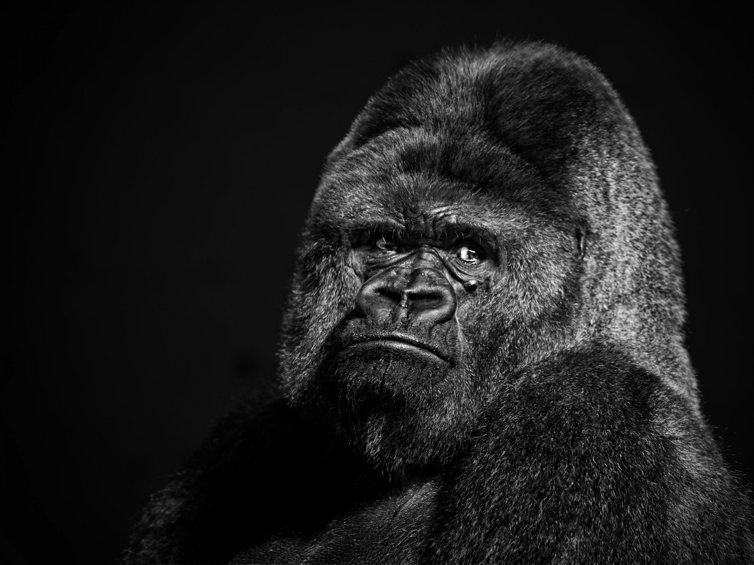 290720 Bild herunterladen gorilla, tiere, affen - Hintergrundbilder und Bildschirmschoner kostenlos