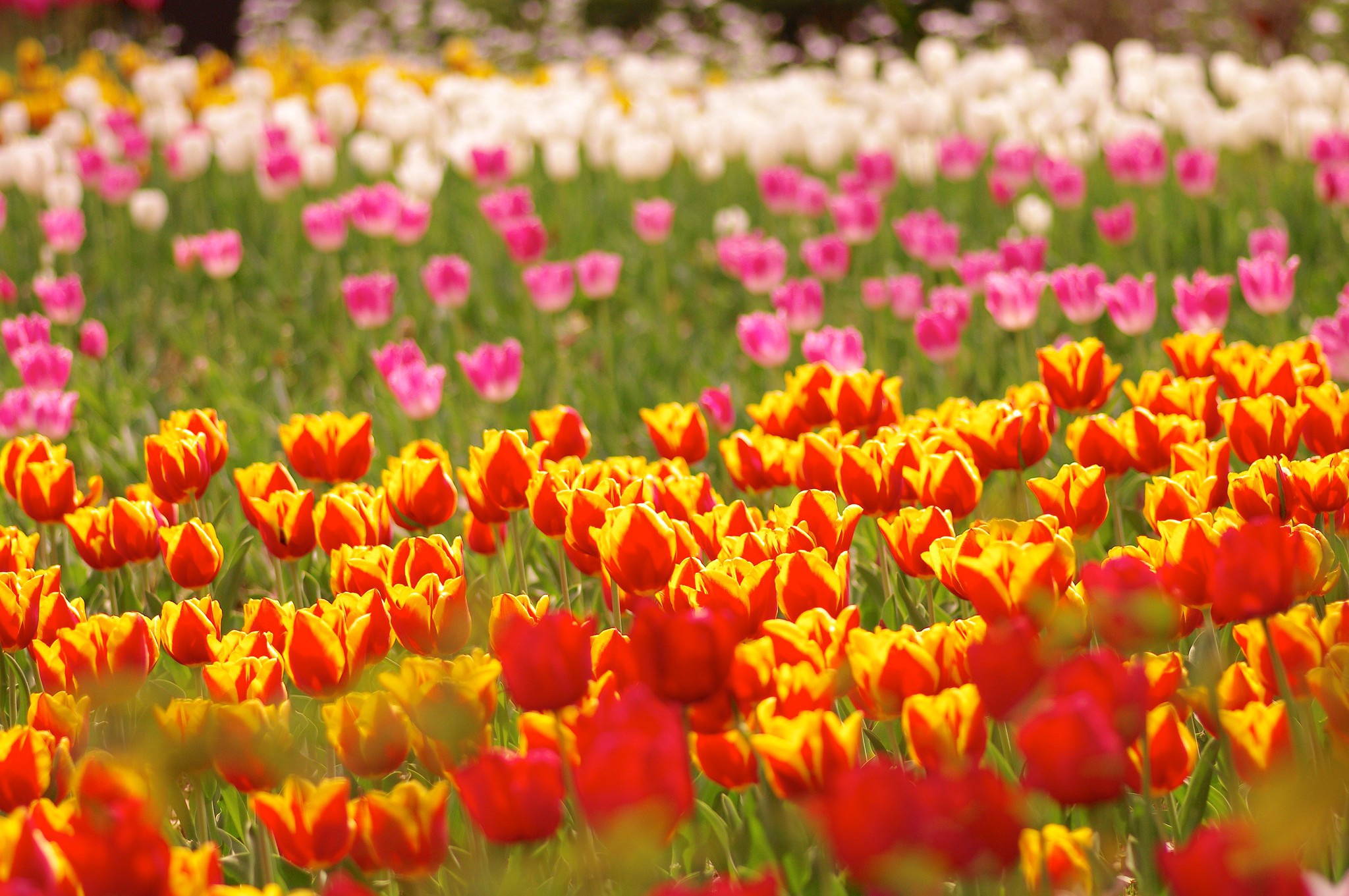 Скачати мобільні шпалери Природа, Квітка, Земля, Тюльпан, Червона Квітка, Рожева Квітка, Флауерзи безкоштовно.