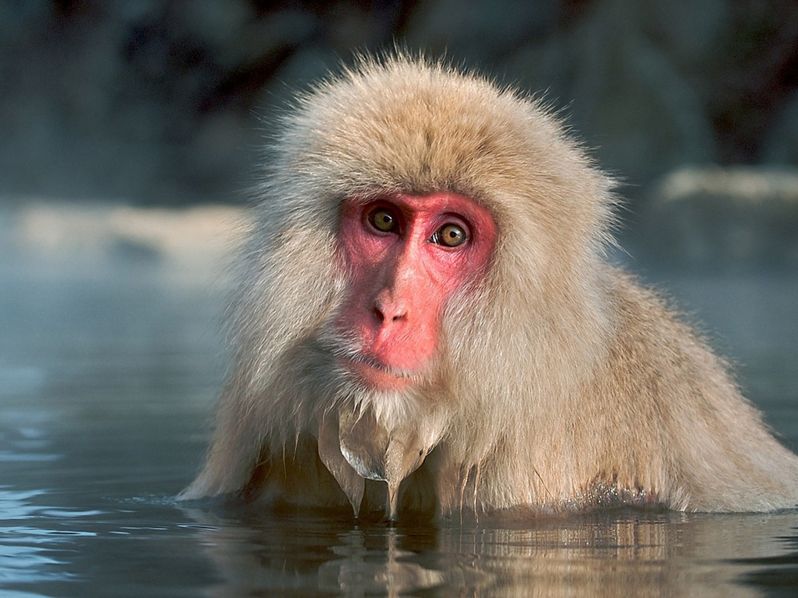 290743 baixar imagens animais, macaco japonês, macacos - papéis de parede e protetores de tela gratuitamente