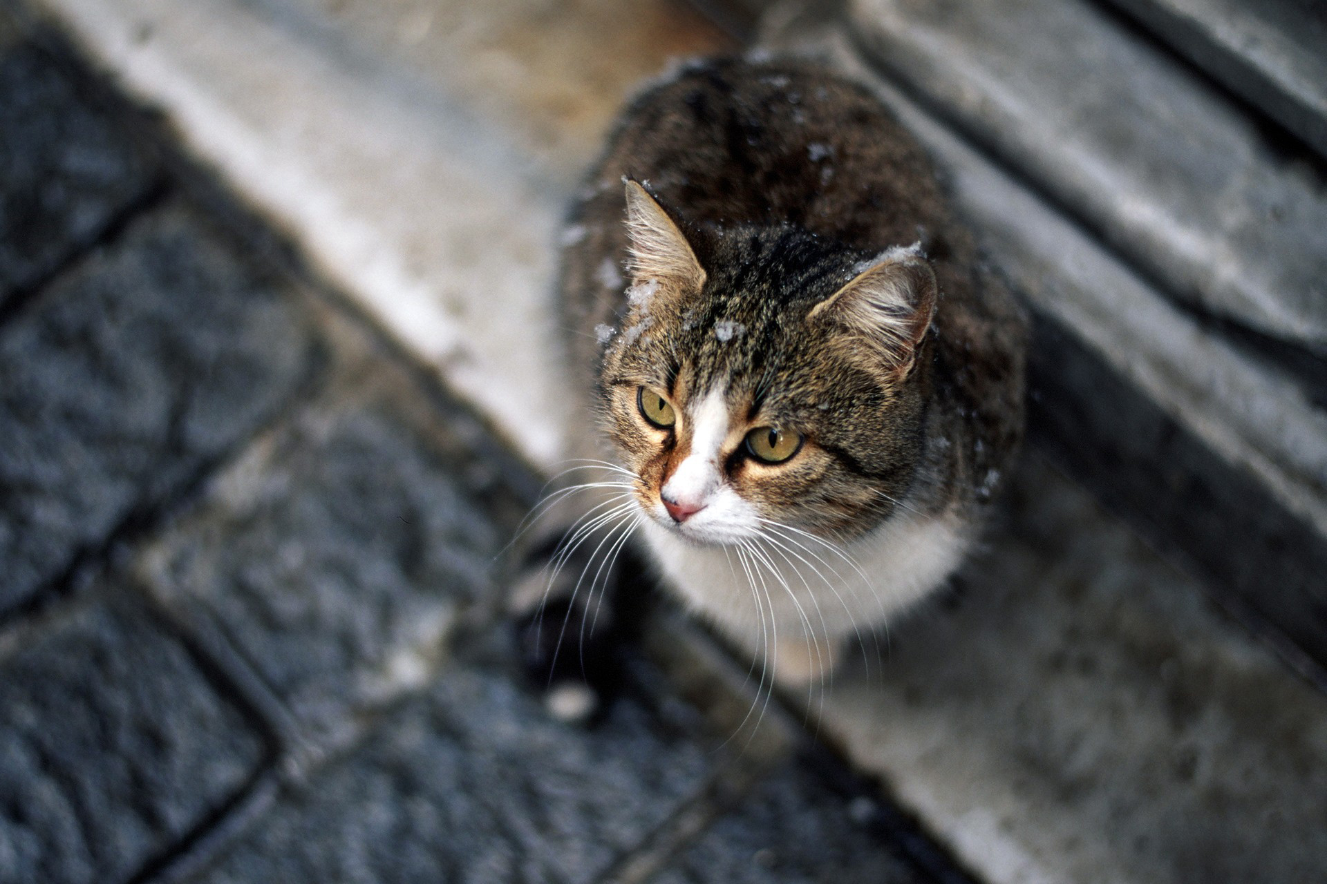 Handy-Wallpaper Tiere, Katzen, Katze kostenlos herunterladen.