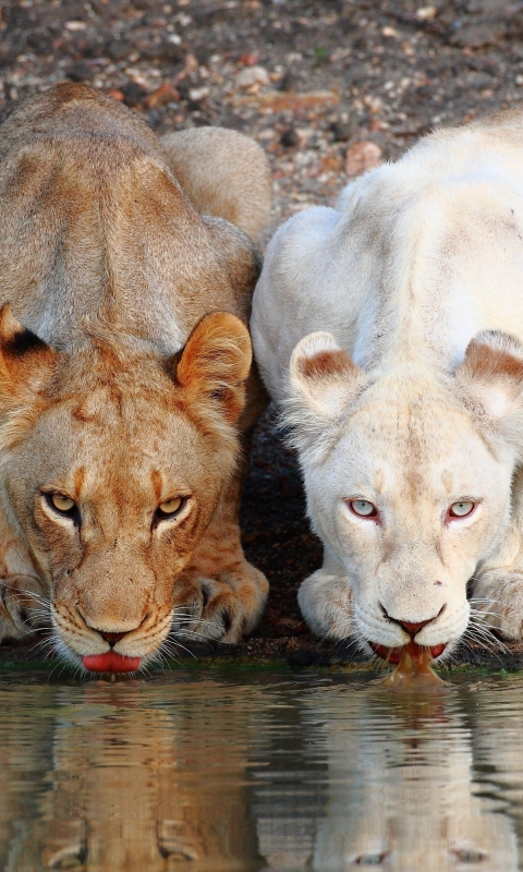 Téléchargez des papiers peints mobile Animaux, Chats, Lion gratuitement.