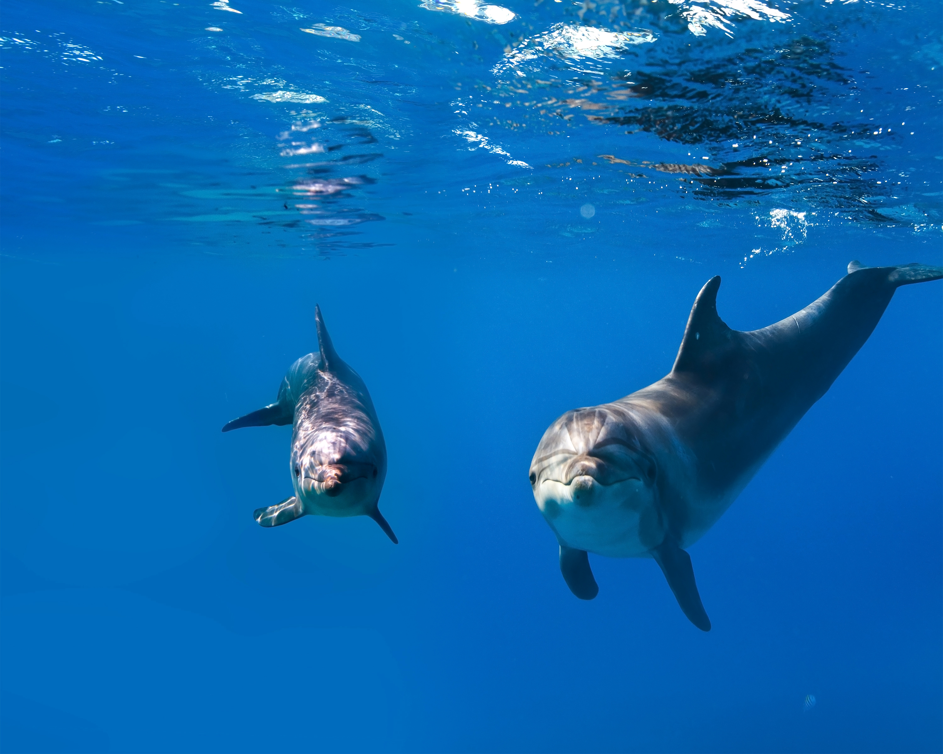 Free download wallpaper Animal, Dolphin, Underwater on your PC desktop