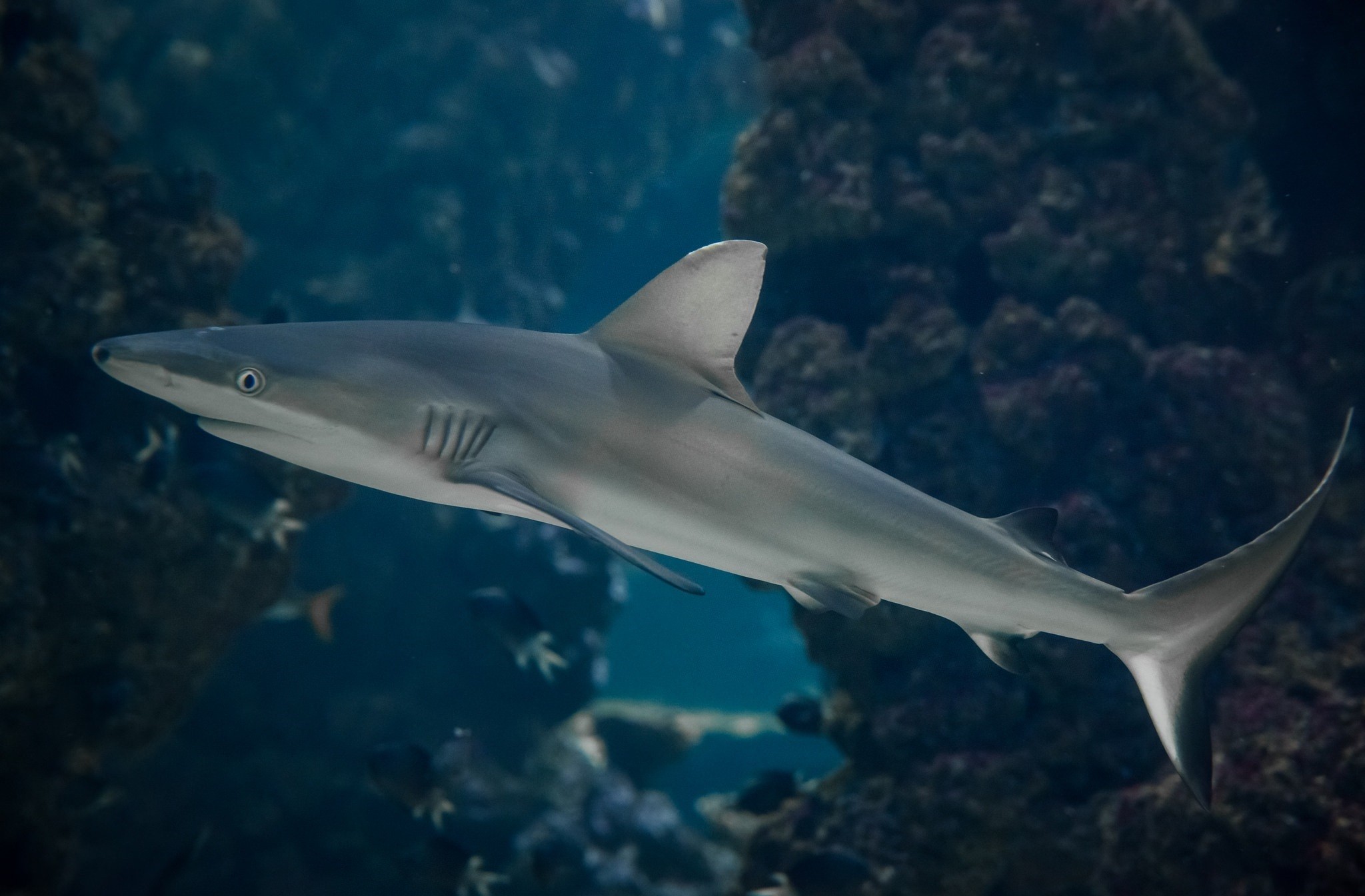 Descarga gratuita de fondo de pantalla para móvil de Tiburones, Tiburón, Submarina, Animales.