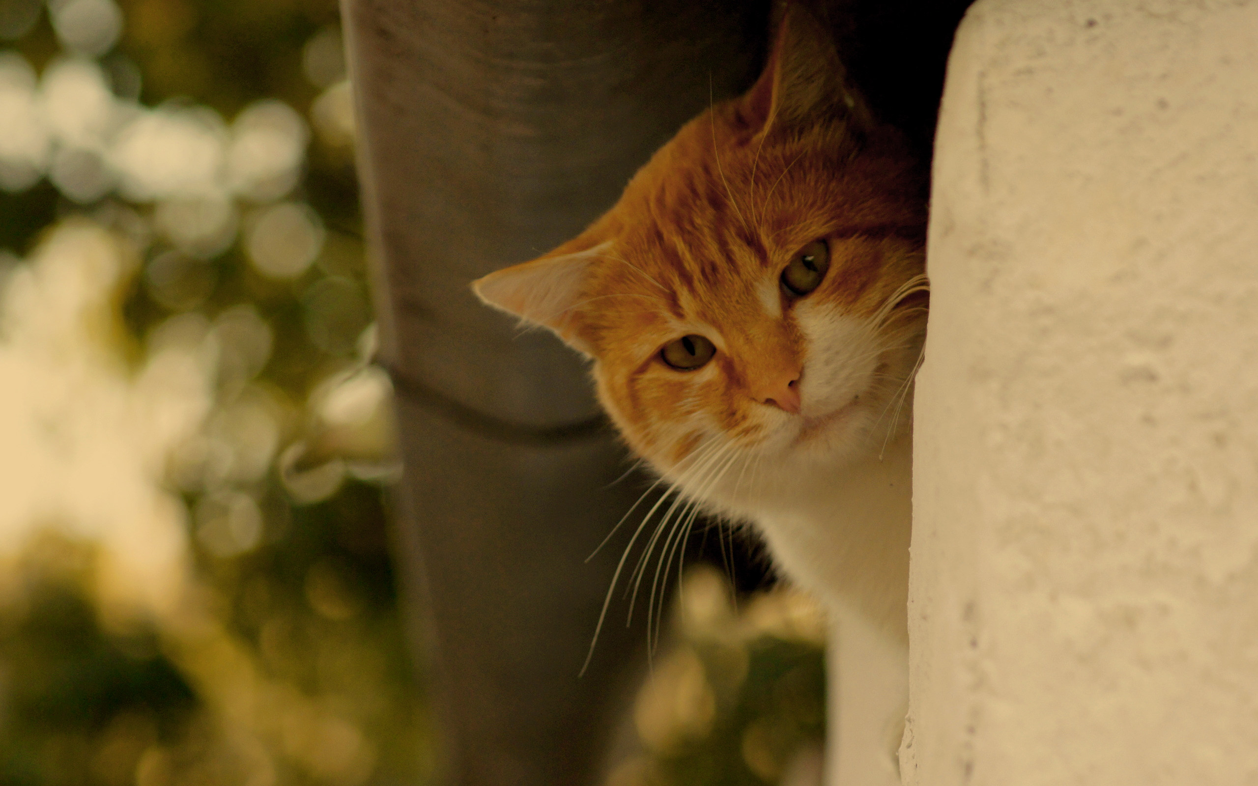 Handy-Wallpaper Tiere, Katzen, Katze kostenlos herunterladen.