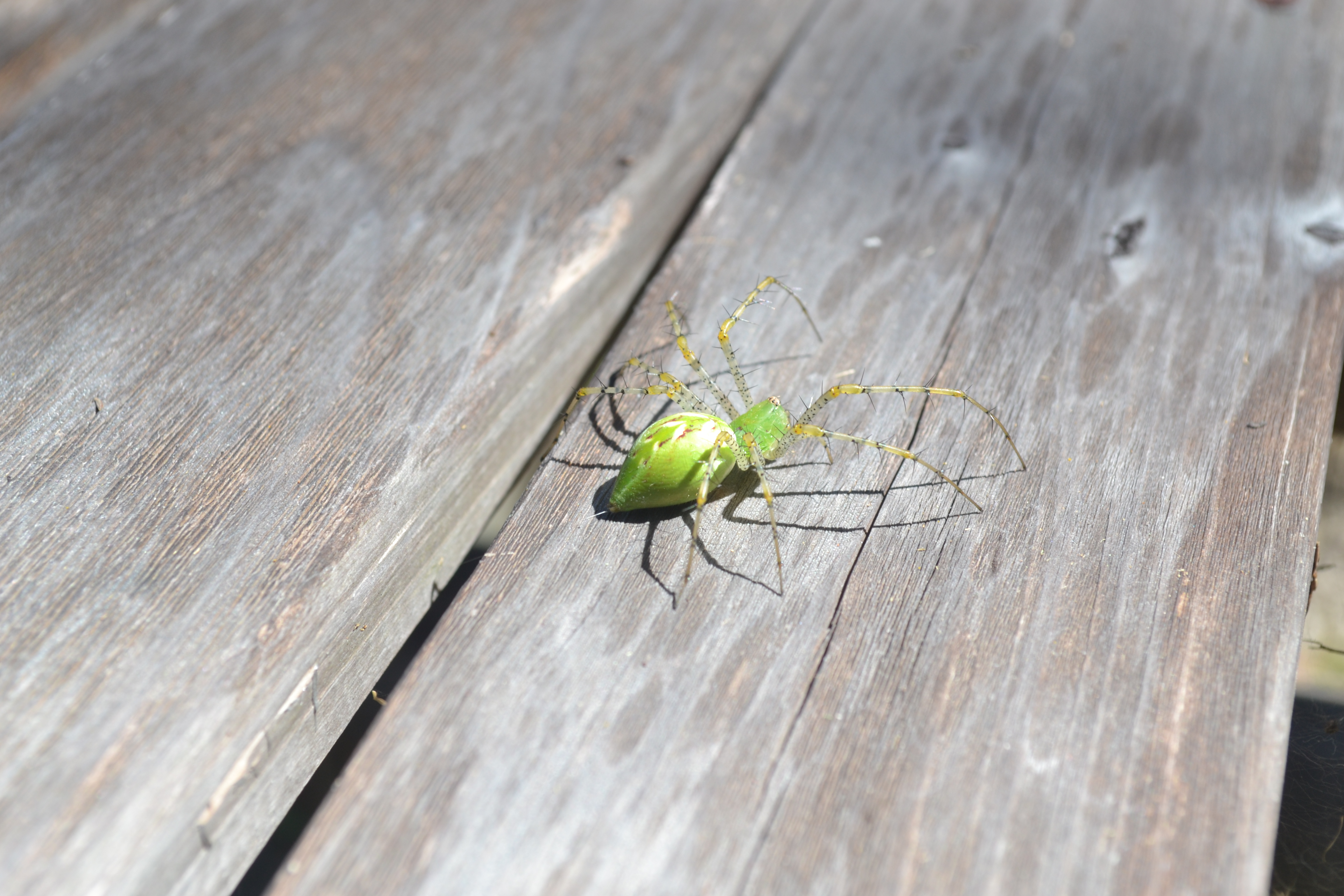 Handy-Wallpaper Tiere, Spinne, Spinnen kostenlos herunterladen.