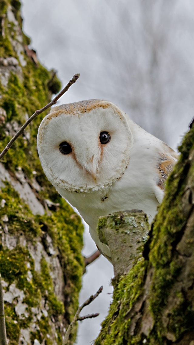 Download mobile wallpaper Birds, Owl, Bird, Animal, Stare for free.