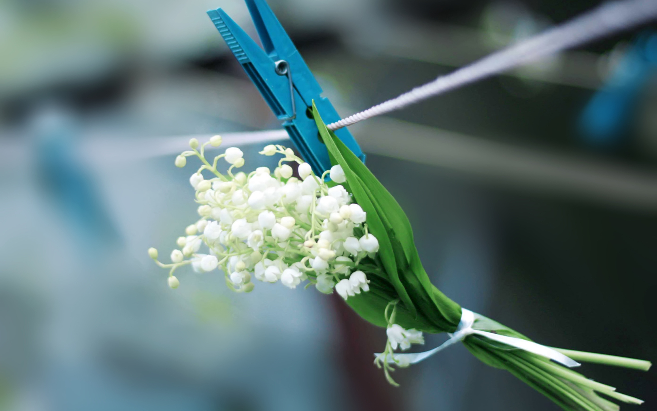 Baixar papel de parede para celular de Flor, Feito Pelo Homem gratuito.