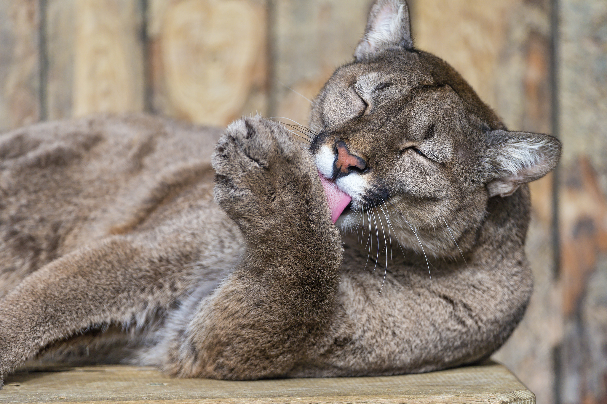 Free download wallpaper Cougar, Cats, Animal on your PC desktop