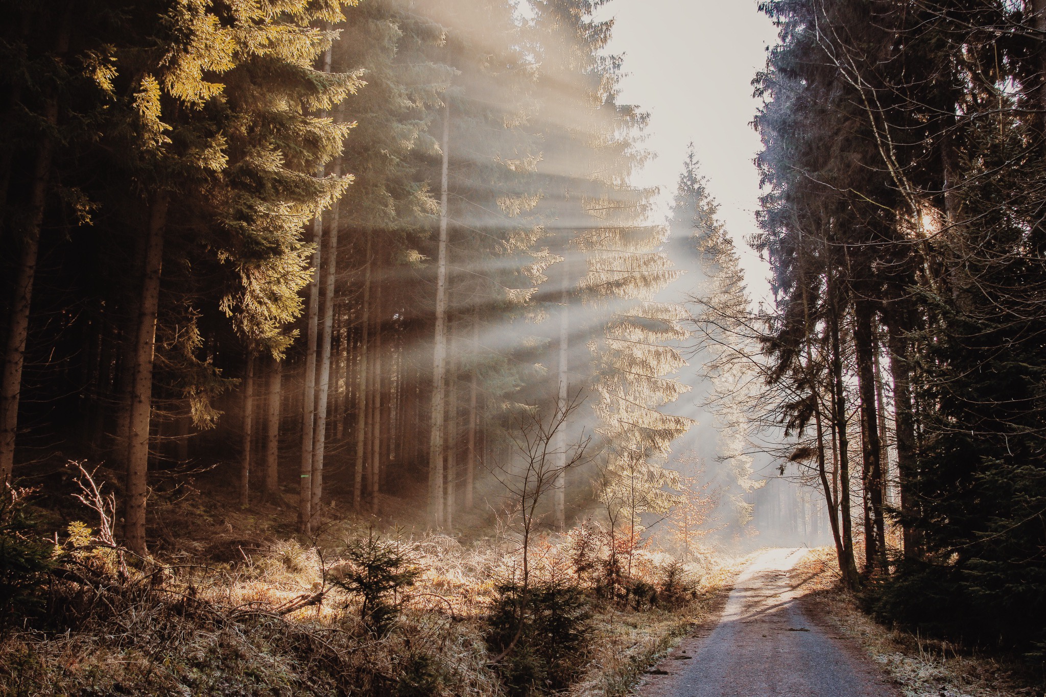 Free download wallpaper Nature, Forest, Tree, Earth, Sunbeam, Dirt Road on your PC desktop