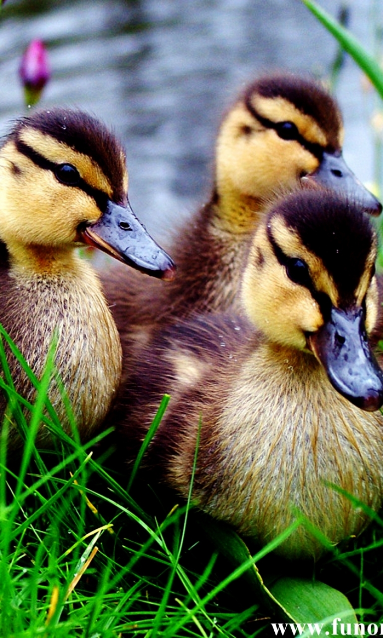 Download mobile wallpaper Birds, Animal, Duck, Duckling for free.