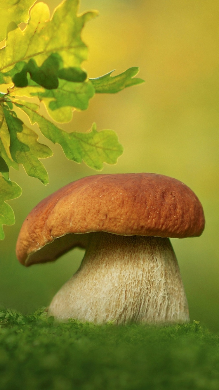 Téléchargez des papiers peints mobile Macro, Champignon, La Nature, Terre/nature gratuitement.