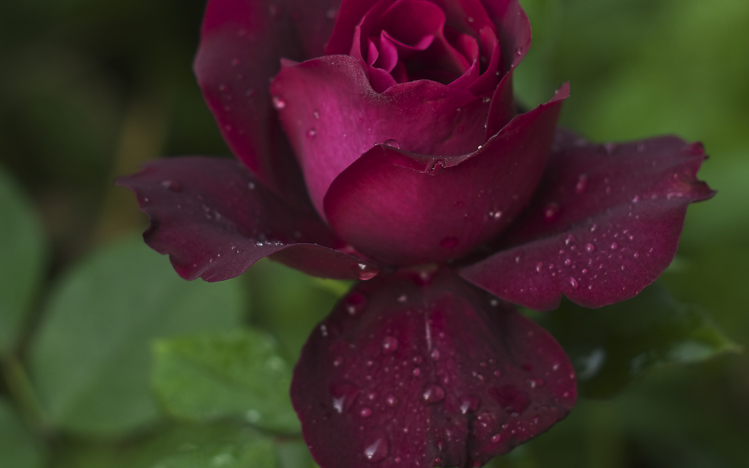 Téléchargez gratuitement l'image Fleurs, Rose, Terre/nature sur le bureau de votre PC