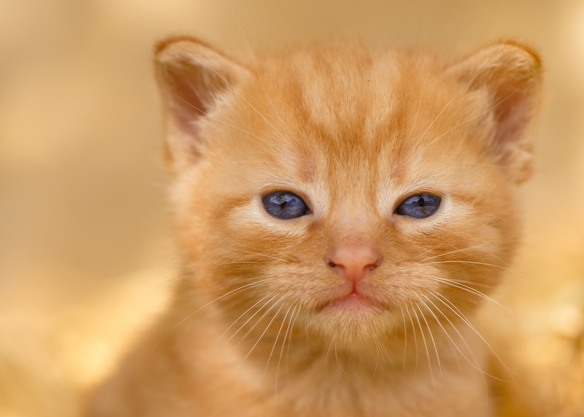 Free download wallpaper Cats, Cat, Kitten, Animal, Baby Animal on your PC desktop