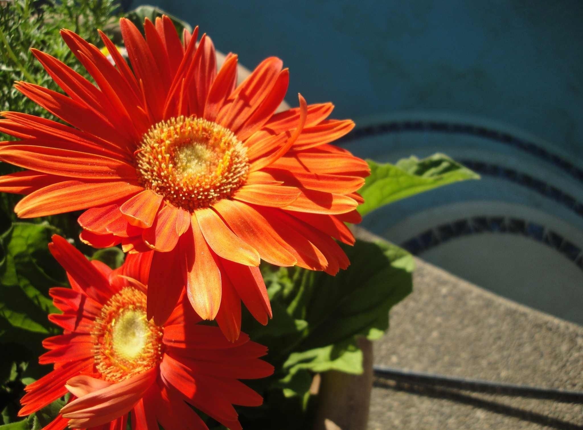 Laden Sie das Gerbera, Paar, Blumenbeet, Sonnig, Sonnigen, Blumen-Bild kostenlos auf Ihren PC-Desktop herunter