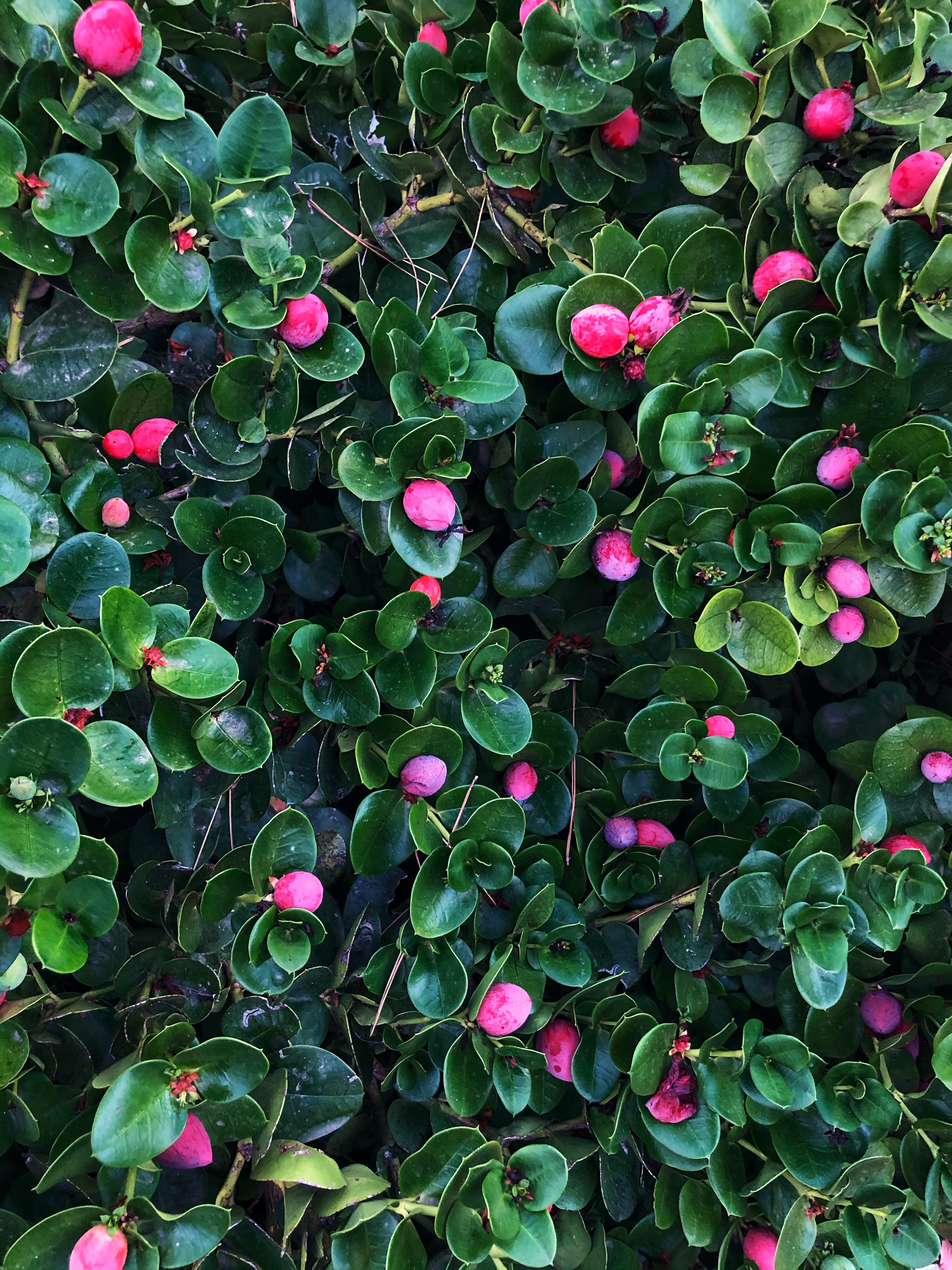 Free download wallpaper Berries, Bush, Plant, Nature, Leaves on your PC desktop