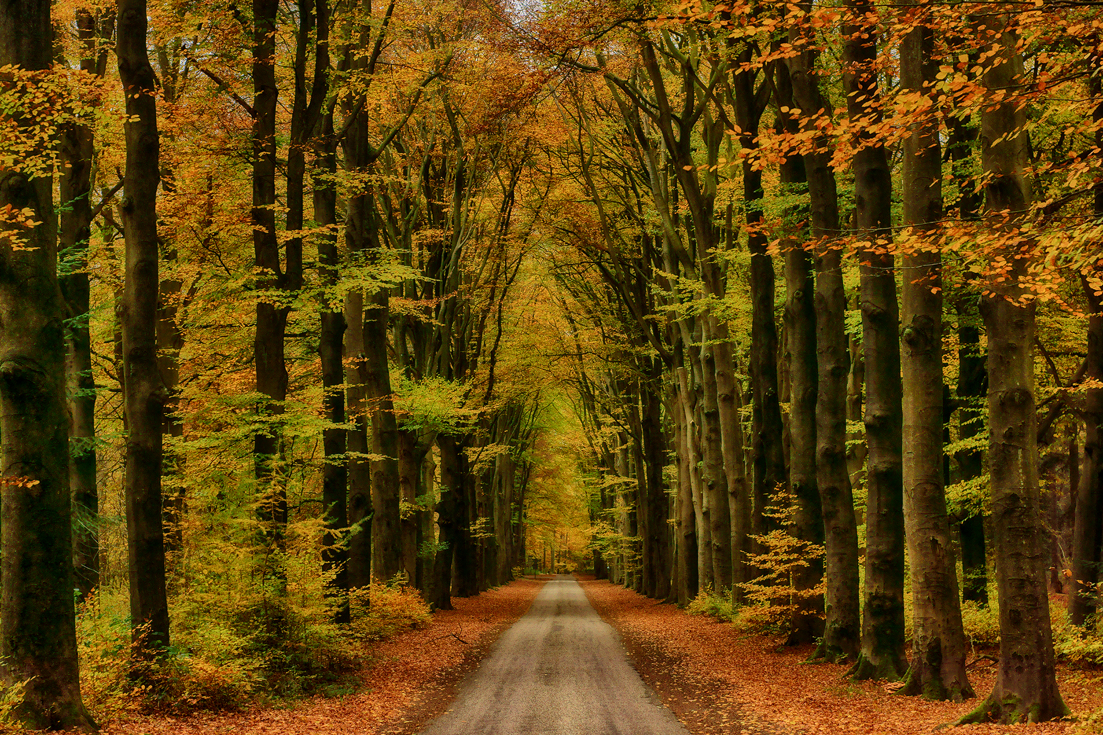 Free download wallpaper Road, Tree, Fall, Man Made on your PC desktop