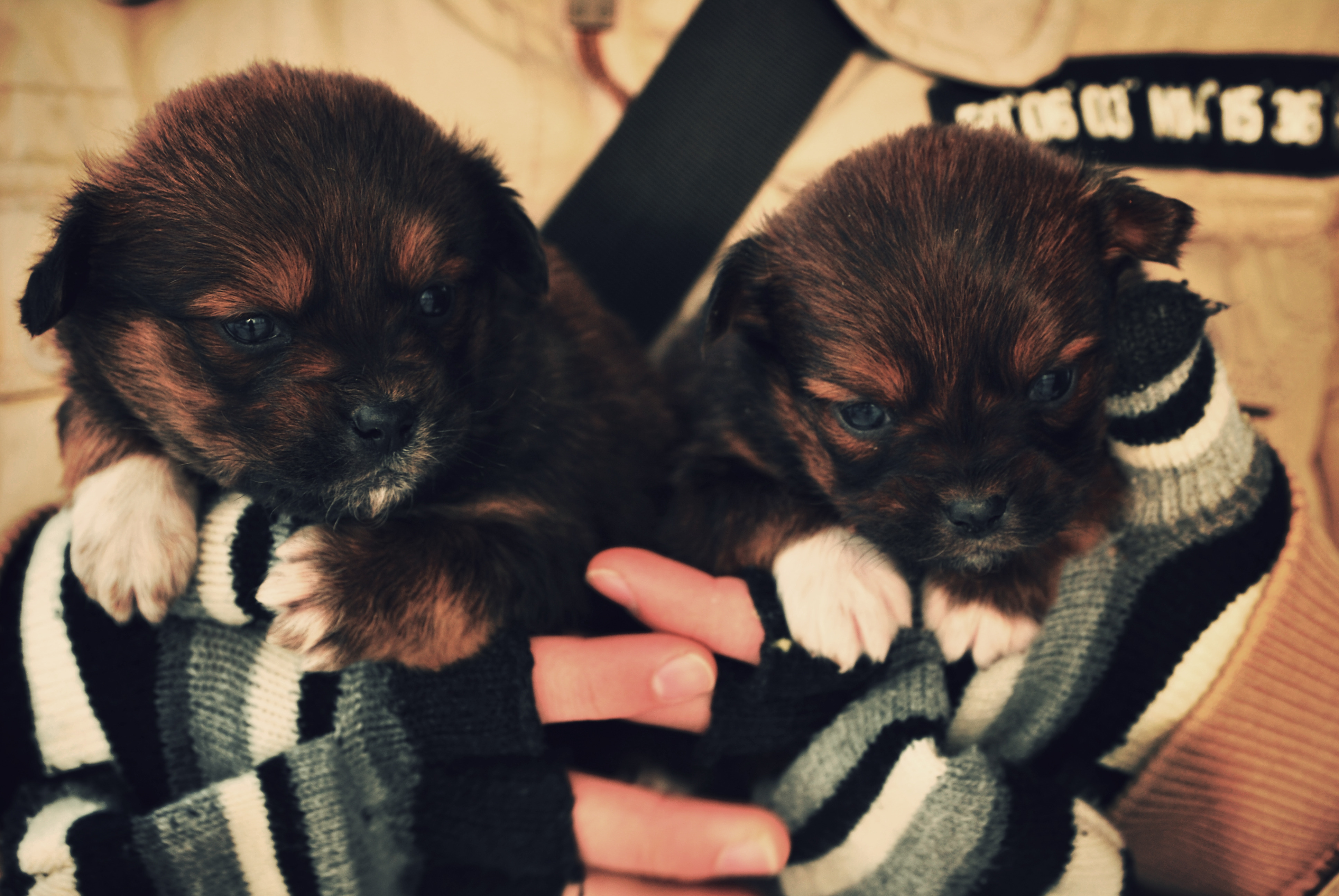 無料モバイル壁紙動物, 犬をダウンロードします。