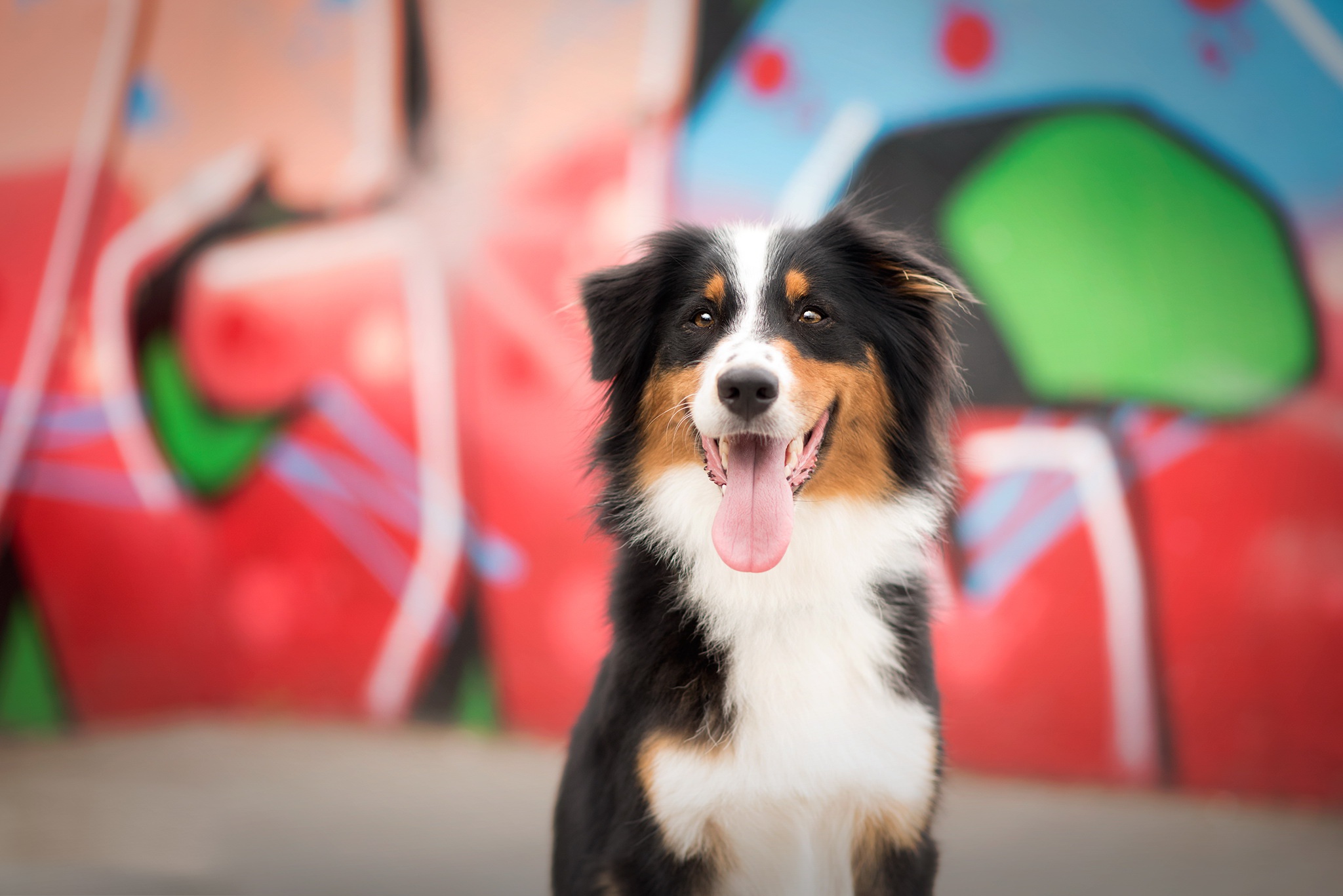 Baixar papel de parede para celular de Animais, Cães, Cão gratuito.