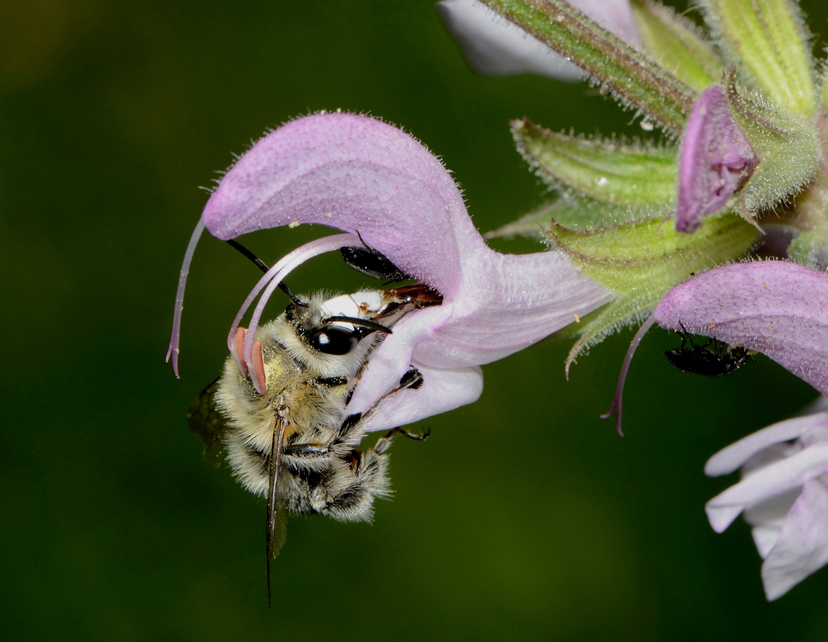Скачать картинку Животные, Насекомые, Цветок, Пчела в телефон бесплатно.