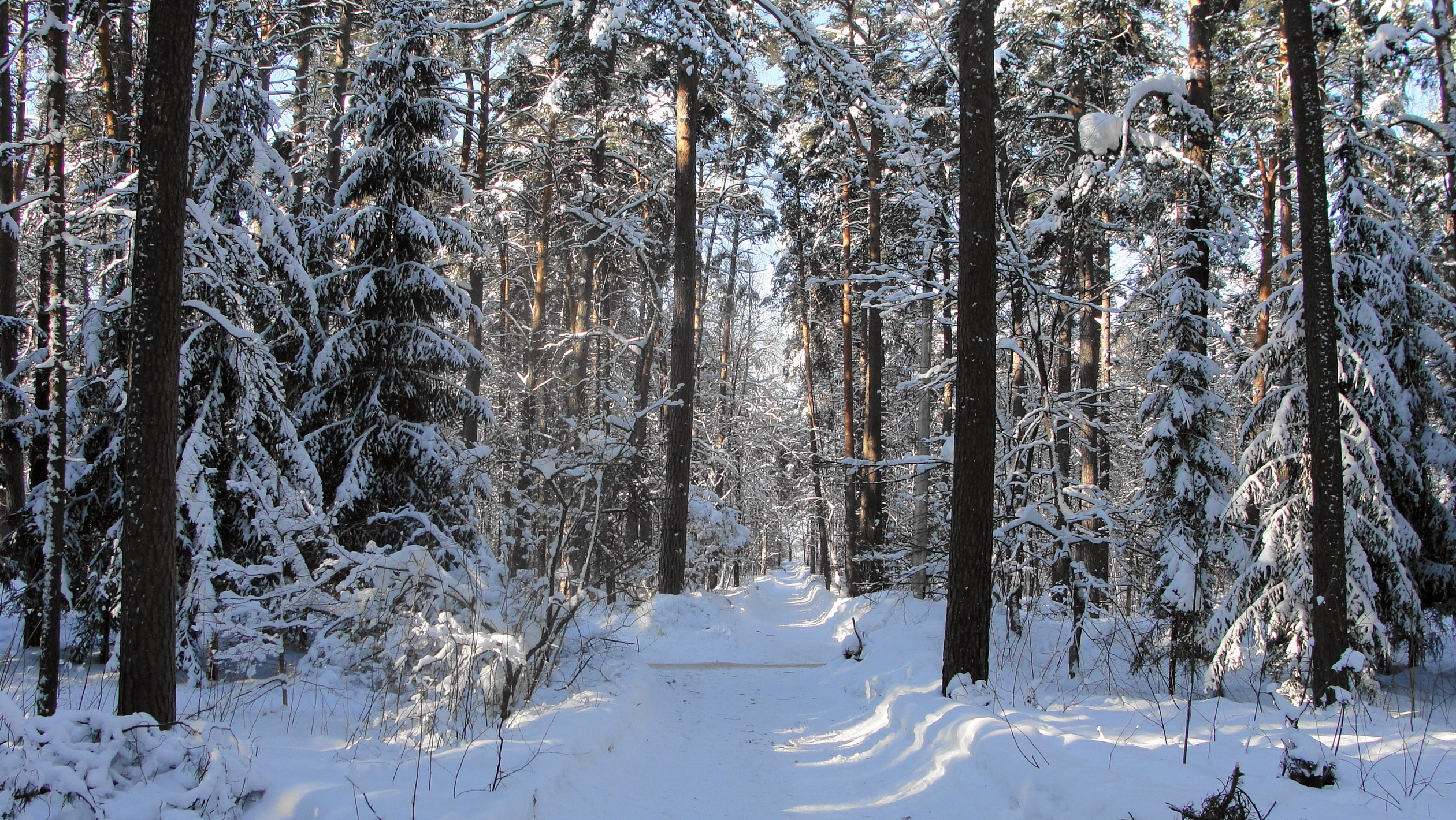 winter, nature, trees, snow, forest, shadow, path, trail, clearances, gaps