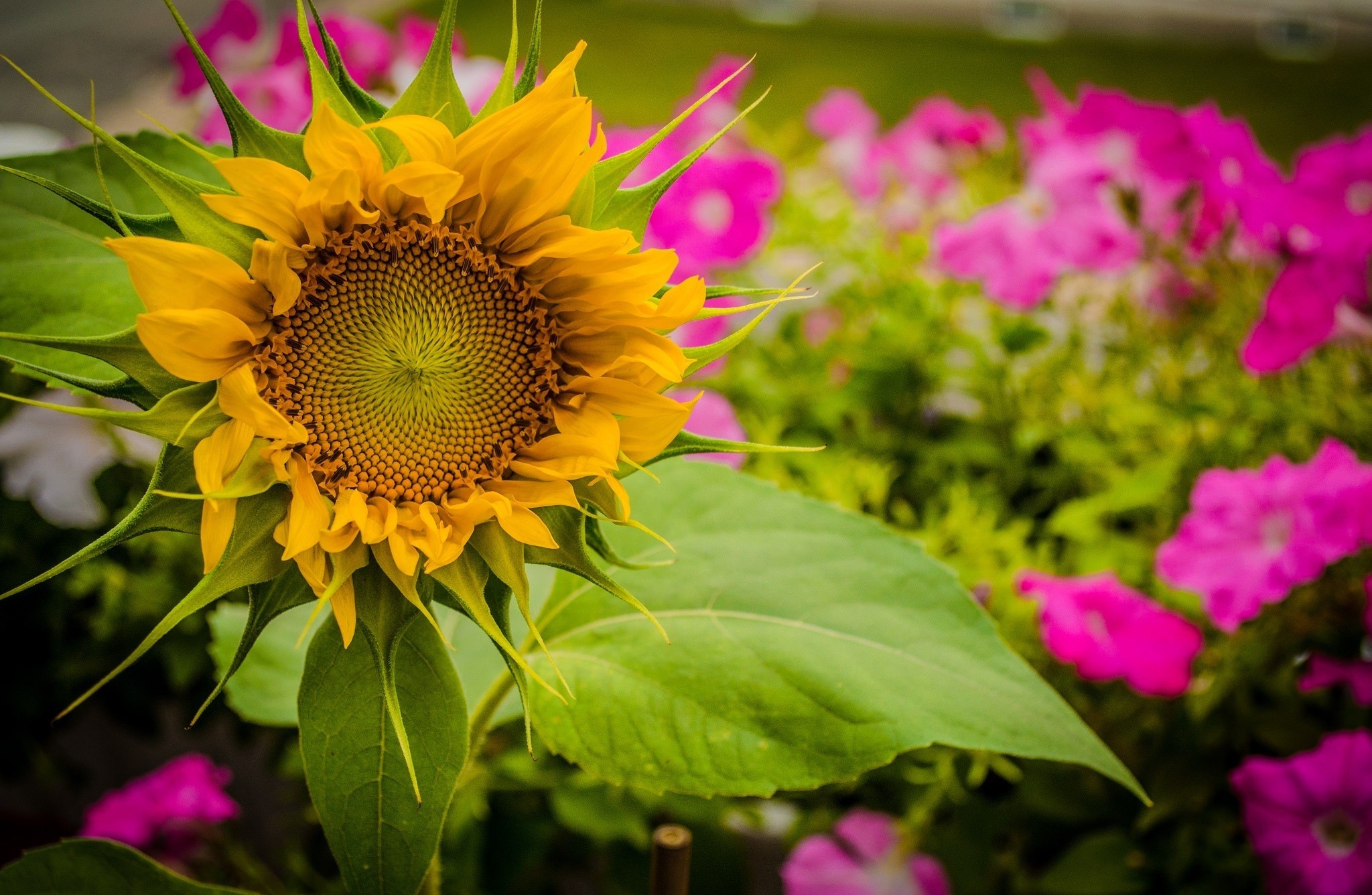 Free download wallpaper Flowers, Earth, Sunflower on your PC desktop