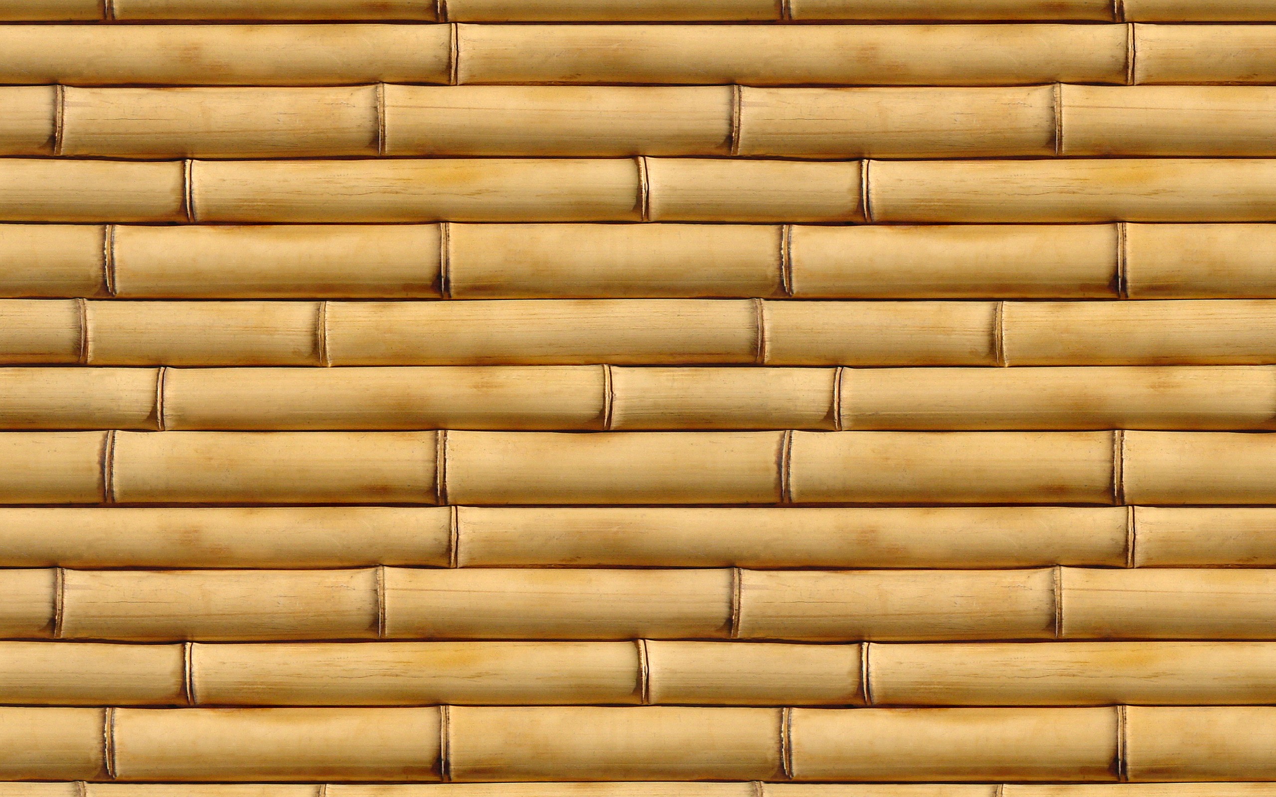 221501 baixar imagens terra/natureza, bambu - papéis de parede e protetores de tela gratuitamente