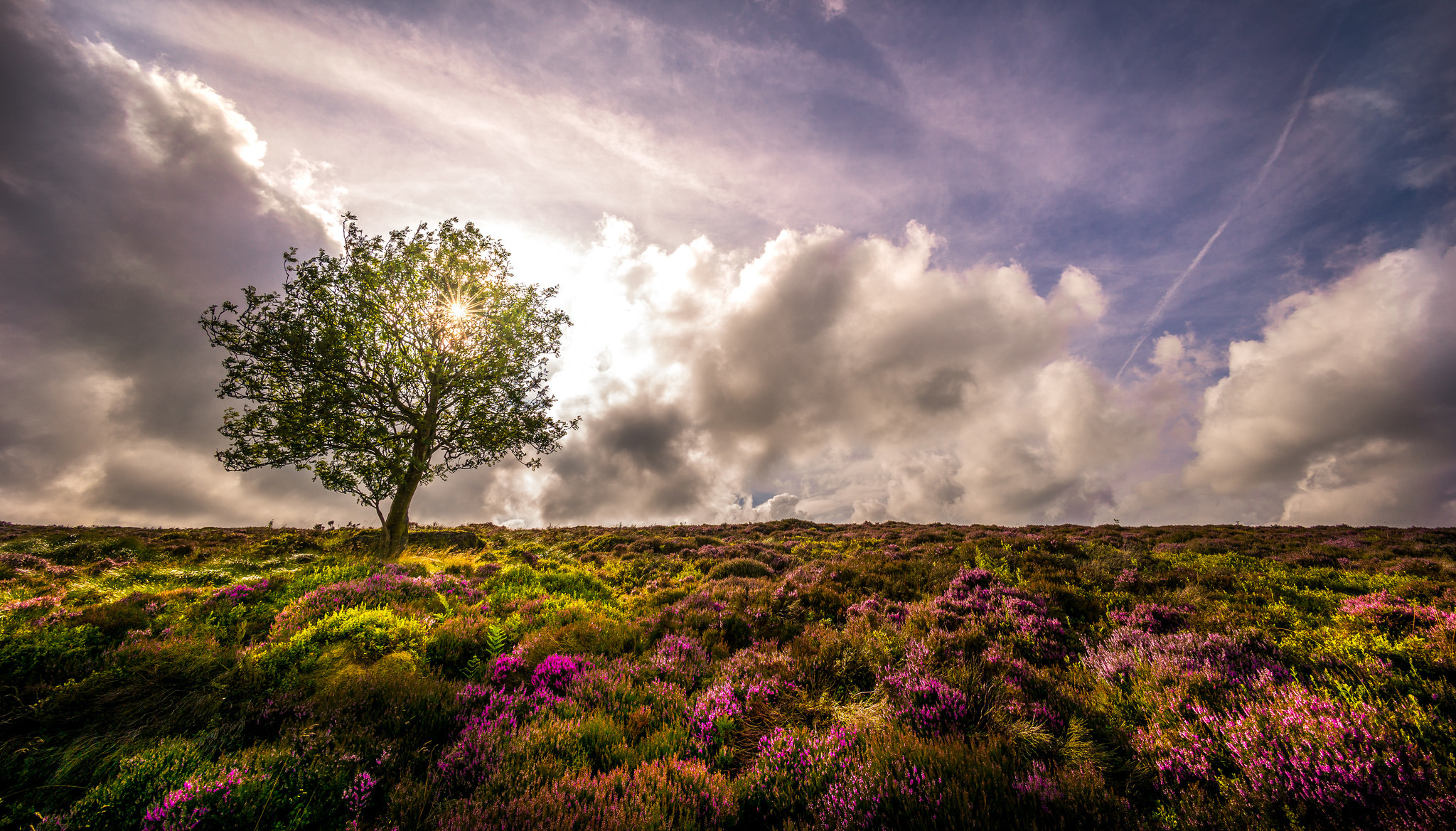 Free download wallpaper Nature, Trees, Sky, Flower, Tree, Earth, Cloud, Lavender, Lonely Tree on your PC desktop