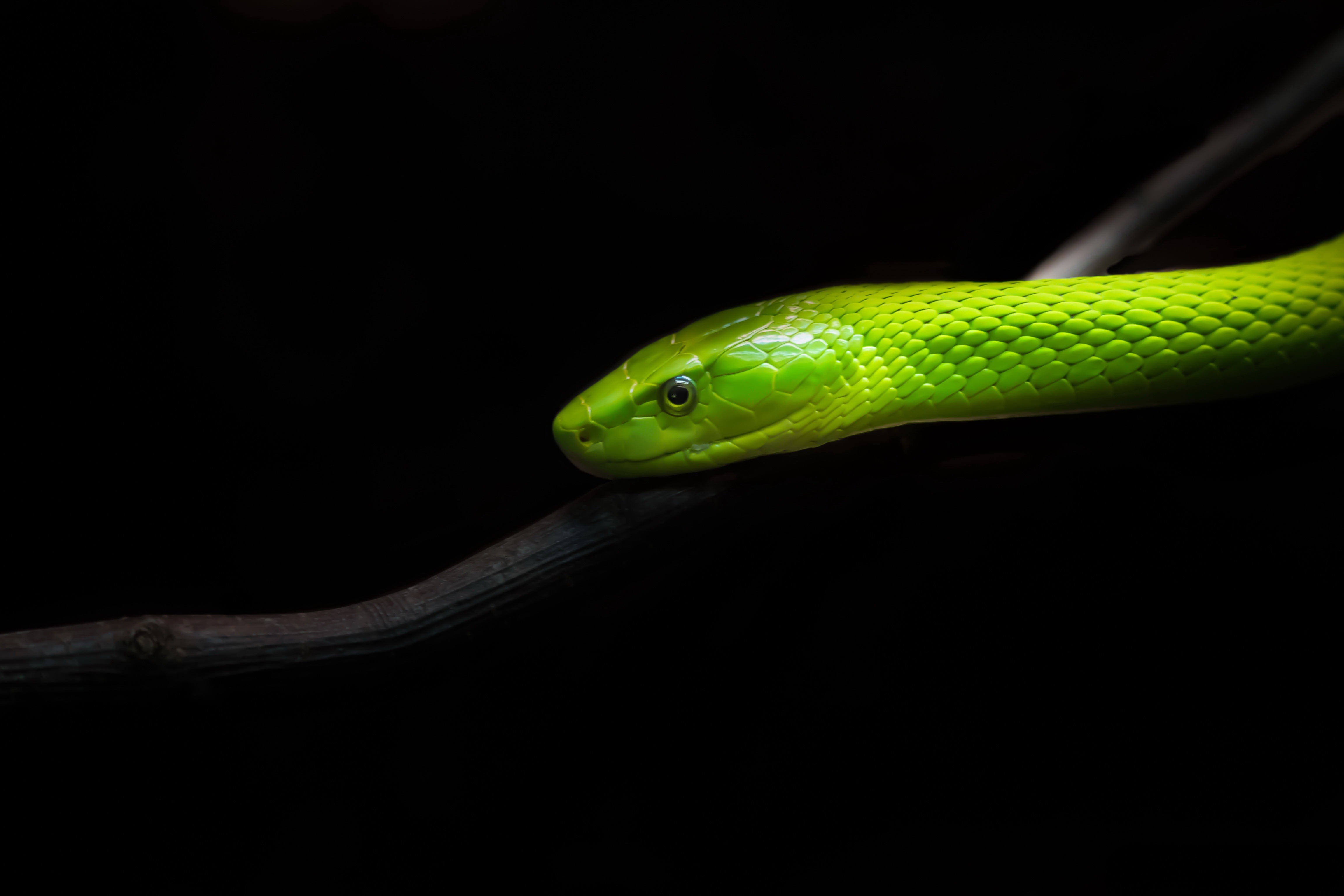 Download mobile wallpaper Animal, Snake, Eastern Green Mamba for free.