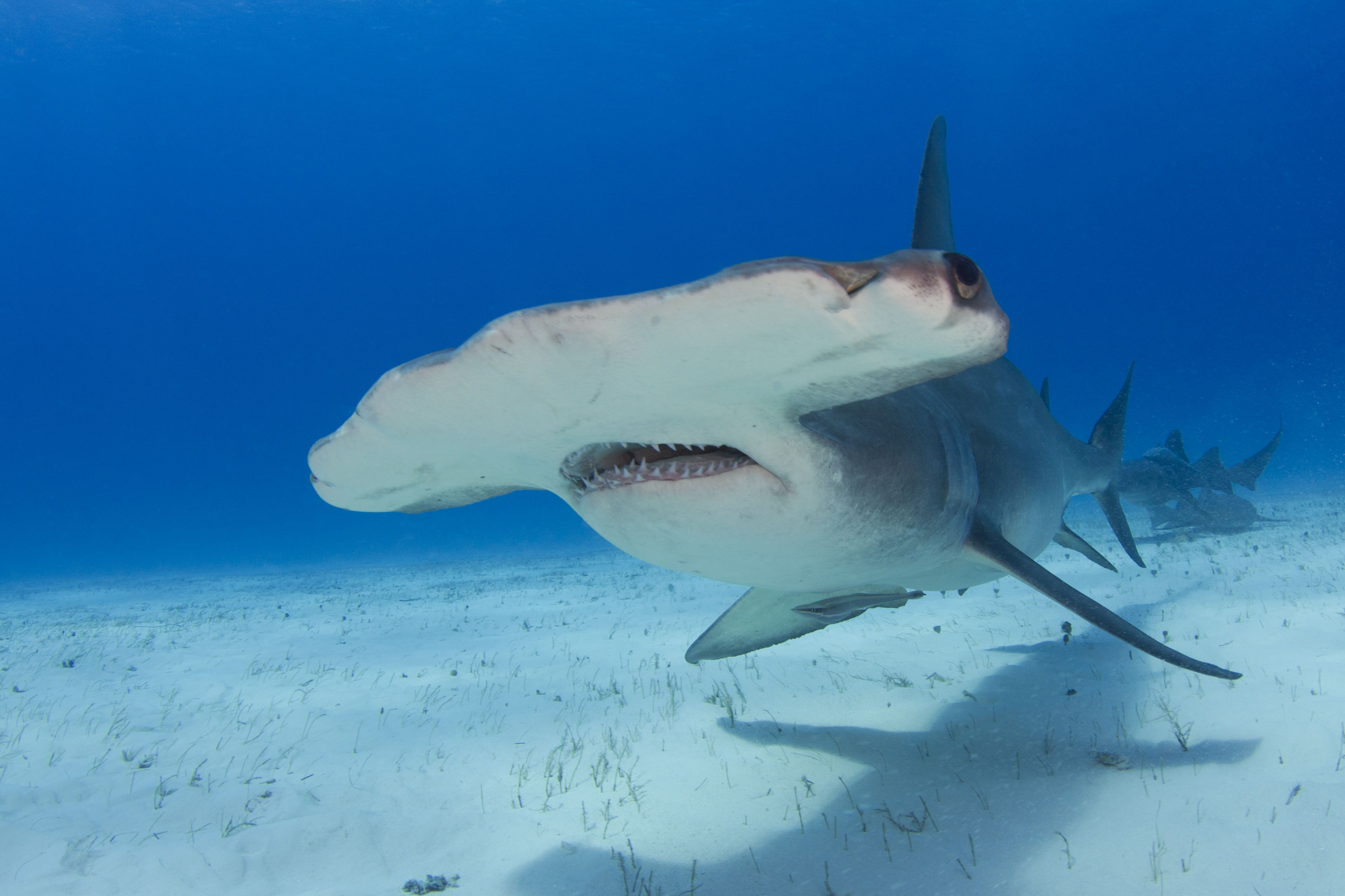 340053 baixar imagens animais, tubarão martelo - papéis de parede e protetores de tela gratuitamente