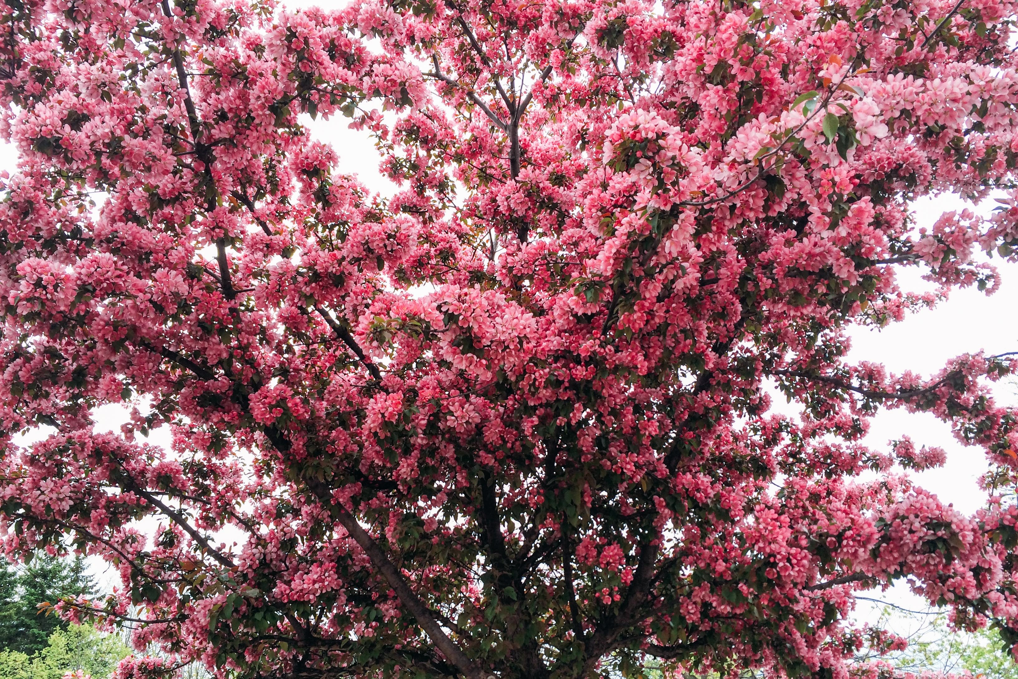 Free download wallpaper Spring, Tree, Flowers, Wood, Cherry, Flowering, Bloom on your PC desktop