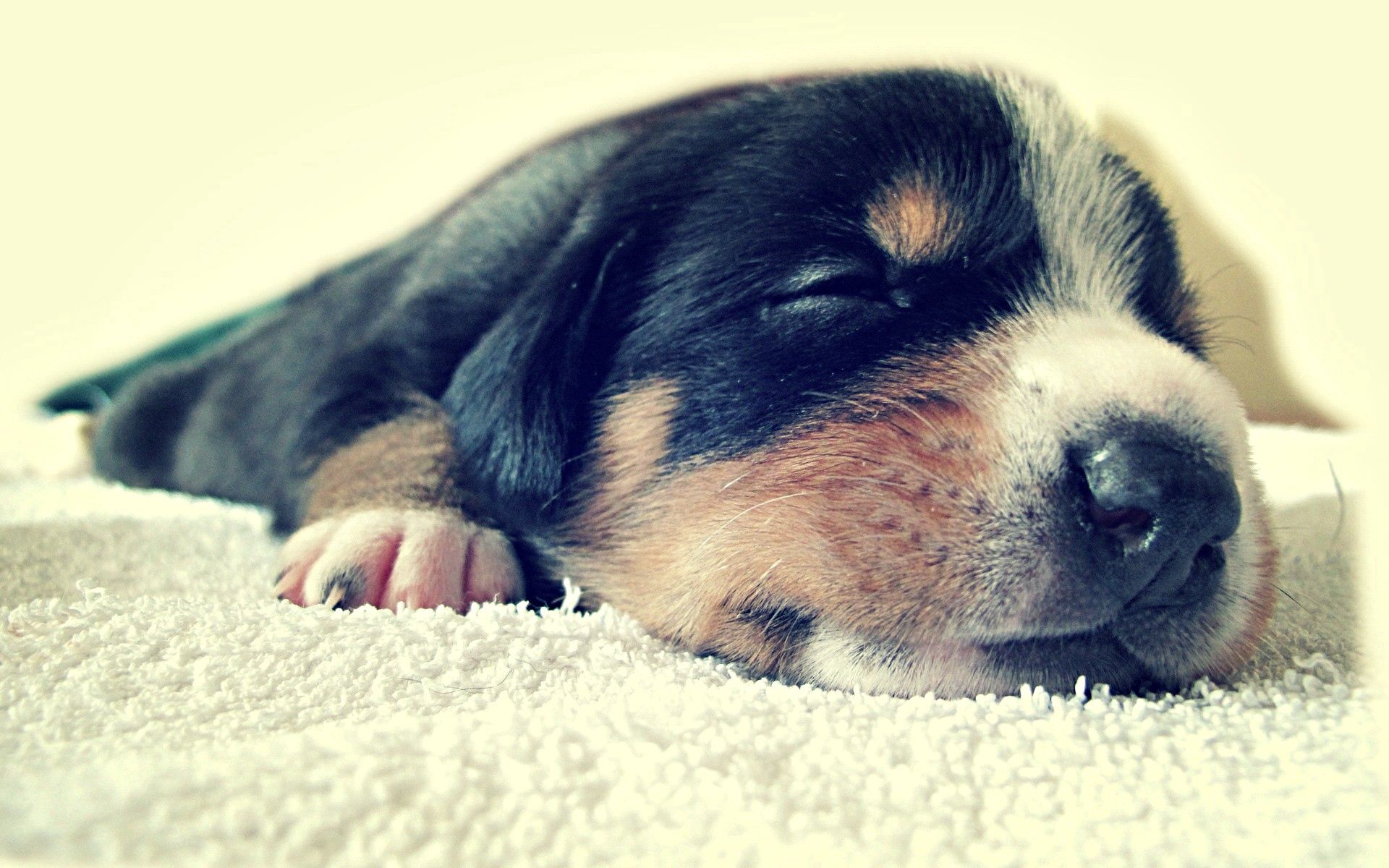 animals, muzzle, spotted, spotty, puppy, sleep, dream Full HD