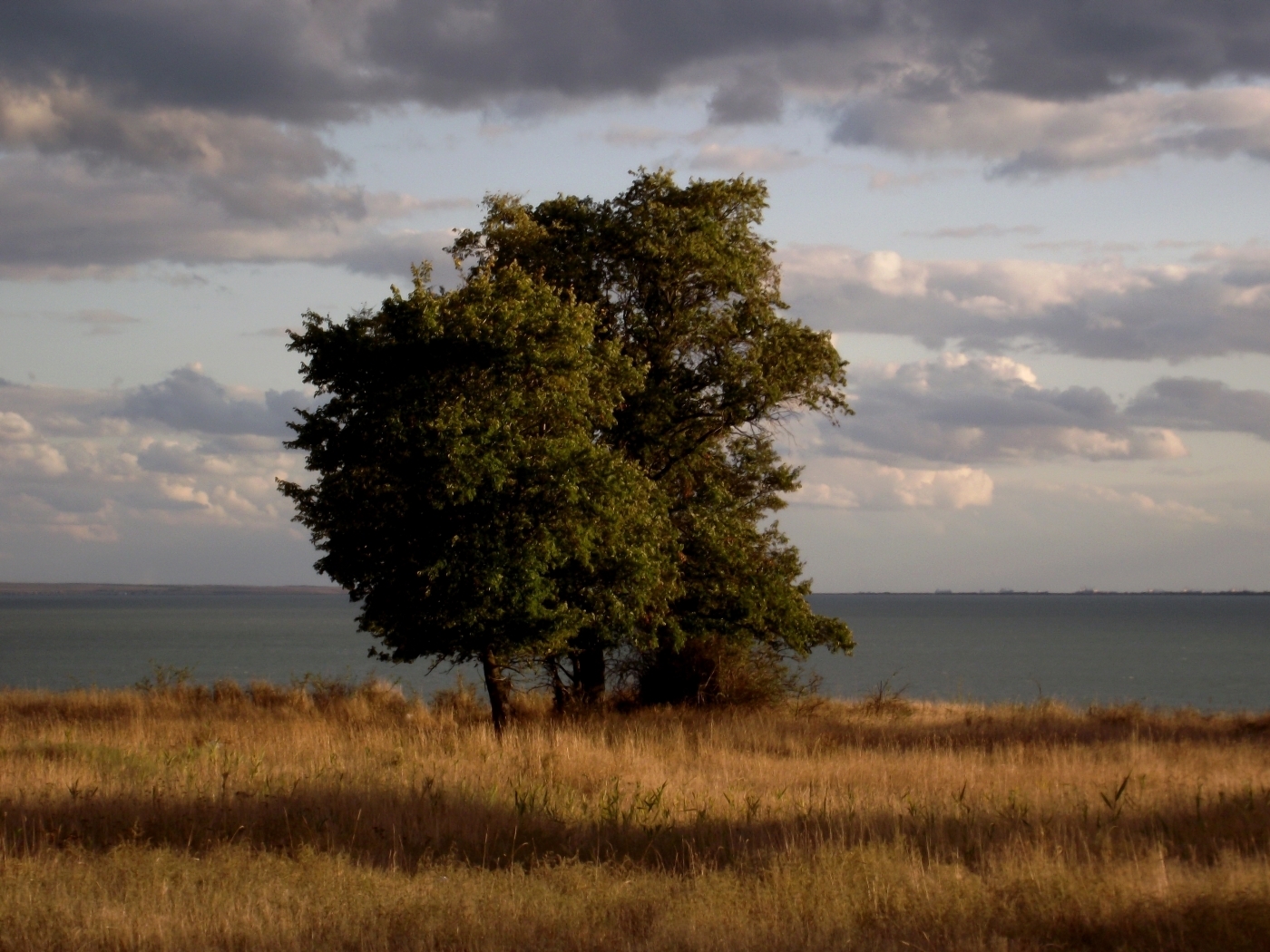 Laden Sie das Natur, Landschaft, Bäume-Bild kostenlos auf Ihren PC-Desktop herunter