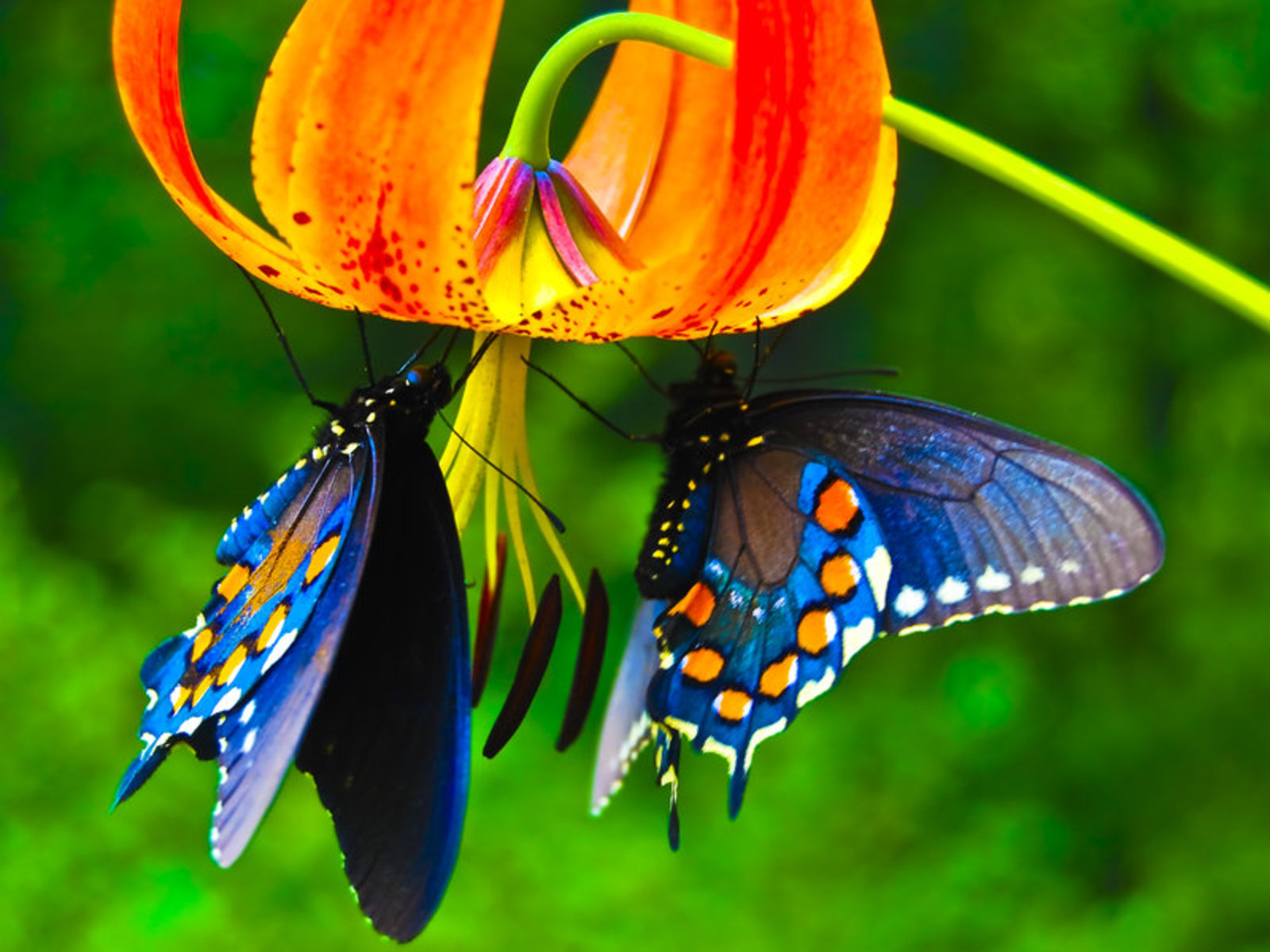 Скачать обои бесплатно Животные, Цветок, Бабочка картинка на рабочий стол ПК
